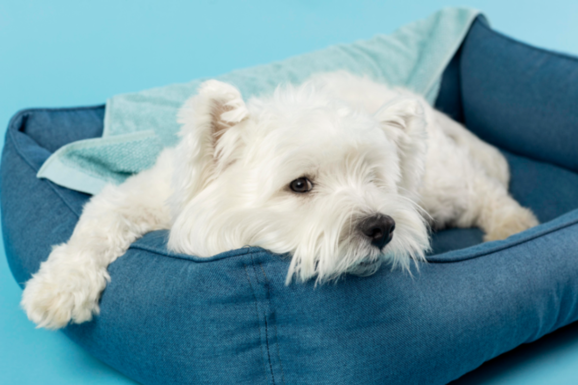 Comment rendre un chien adulte propre ?