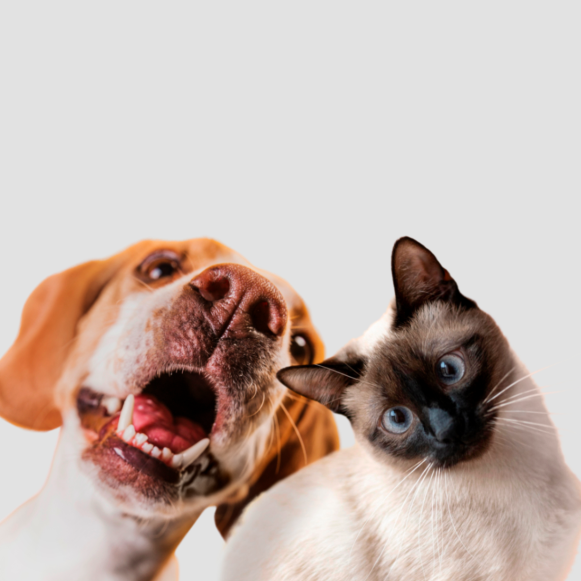 un chien accompagné d'un chaton