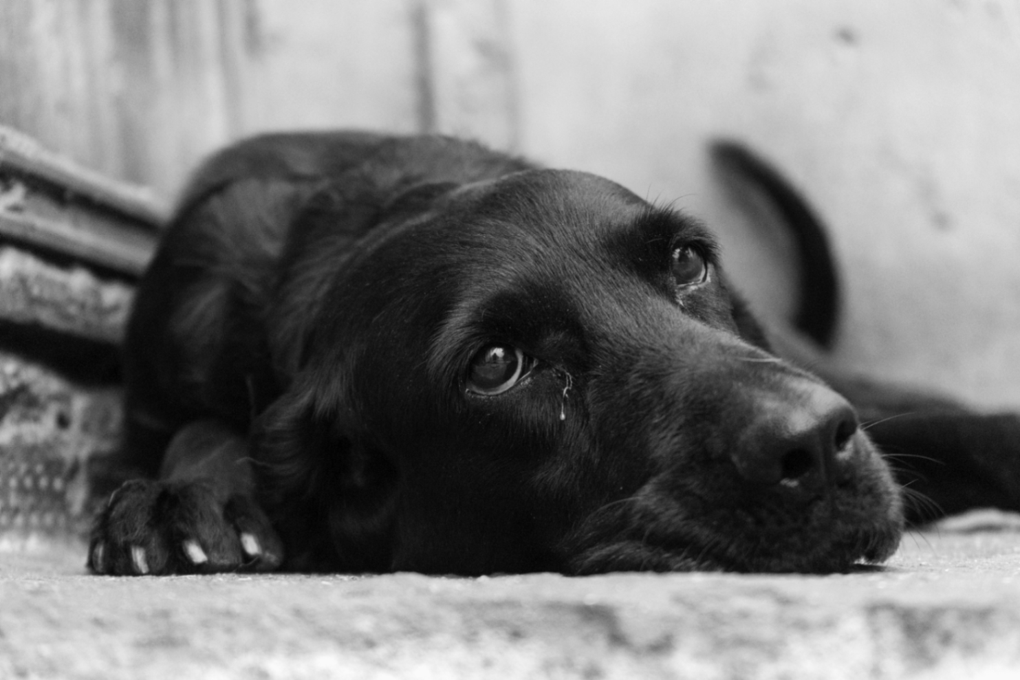 un chien noir d'apparence triste