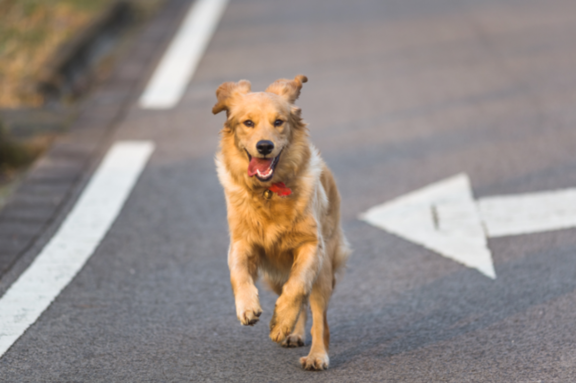 un golden retriever qui court sur la route