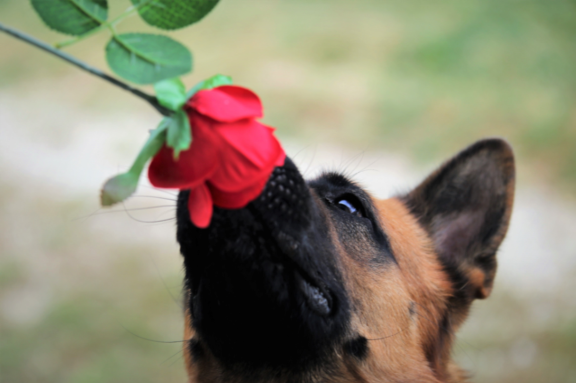 un malinois qui renifle une rose