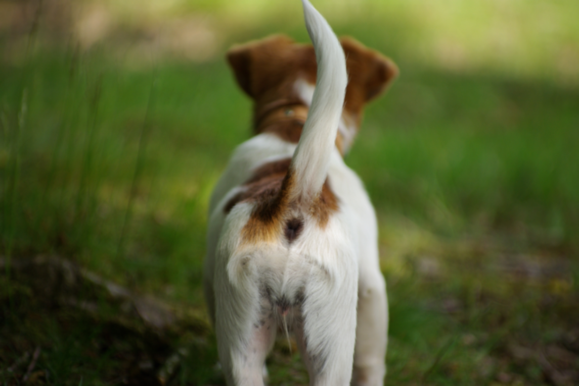 un chien avec une queue dressée