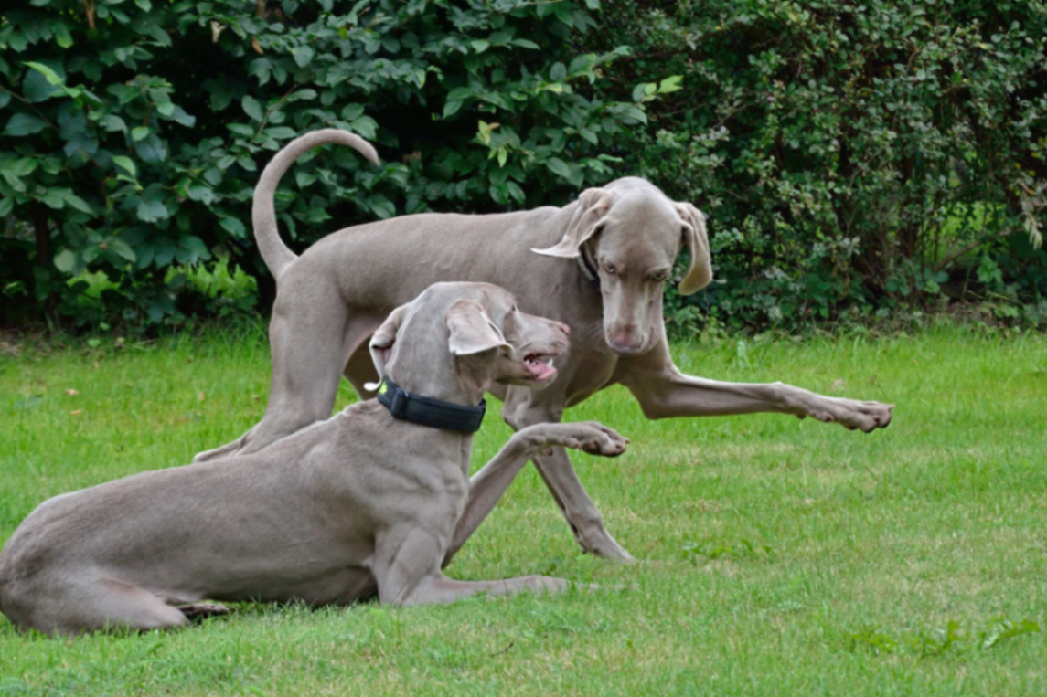 deux chiens qui jouent ensemble