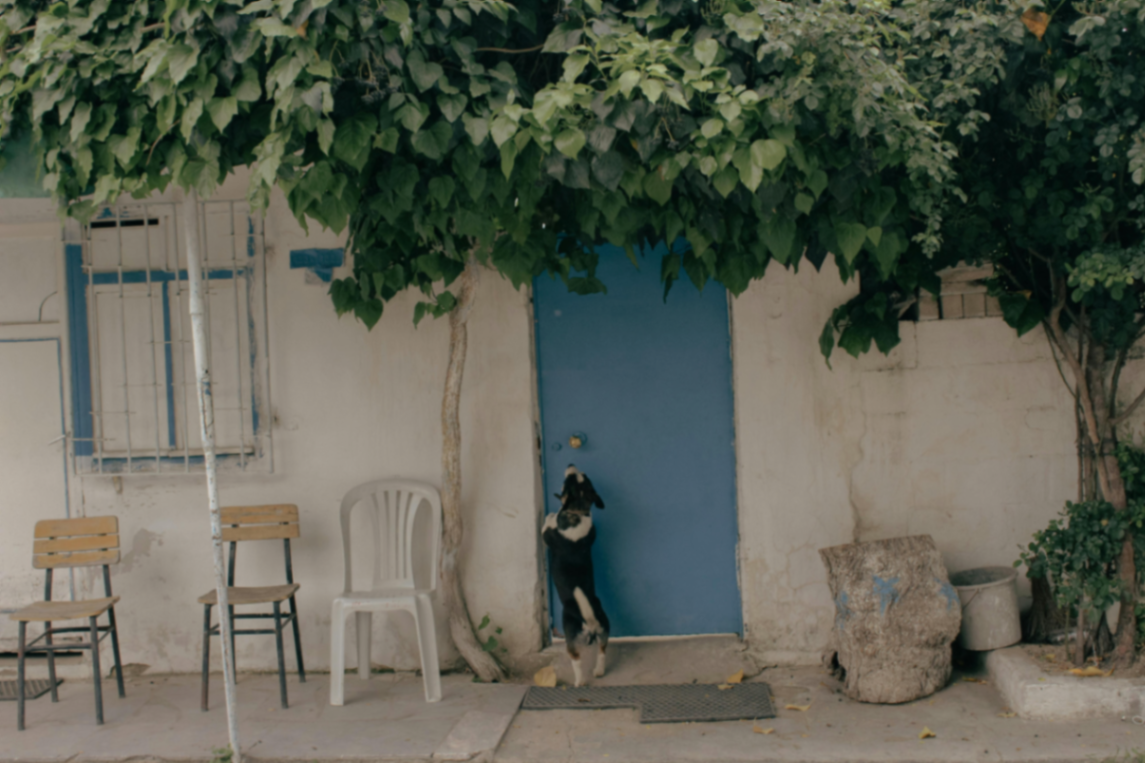 un chien debout devant une porte