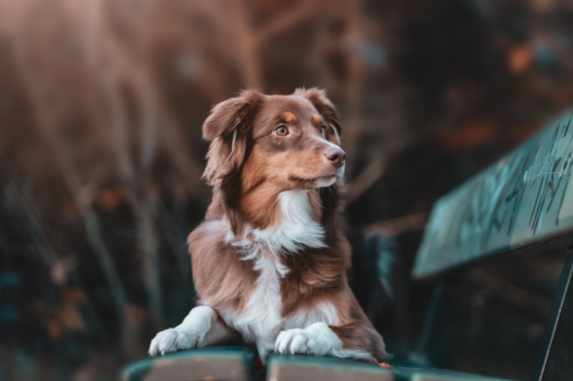un berger australien qui regarde par dessus un banc
