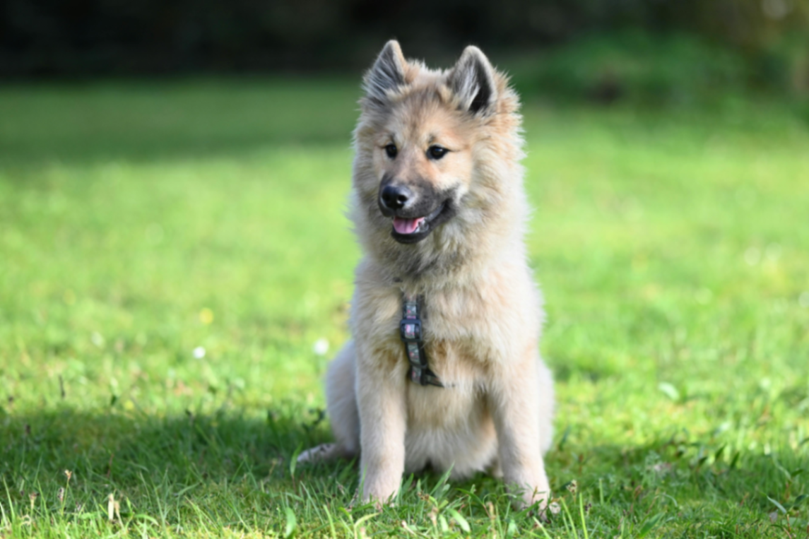 un chiot assis dan l'herbe