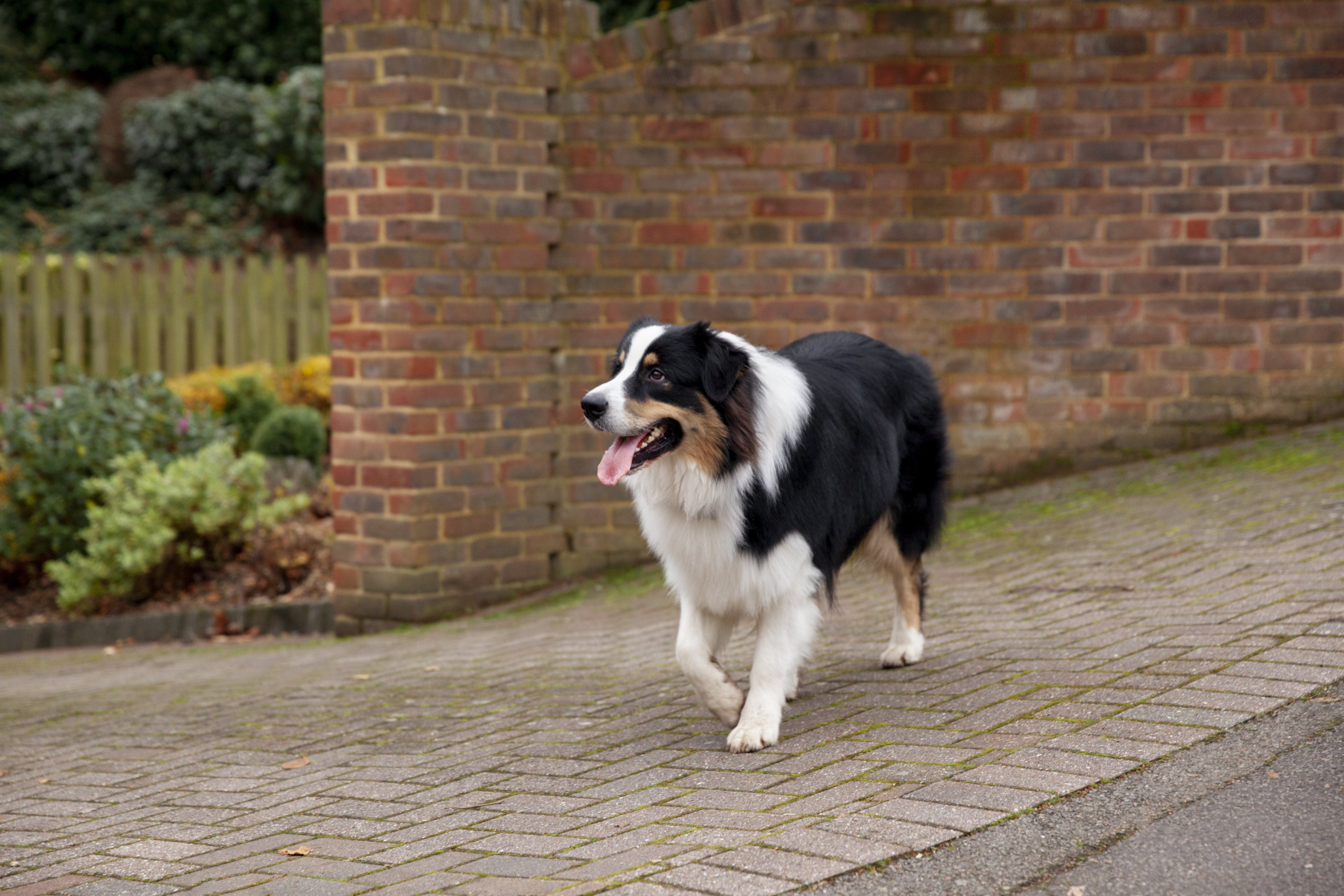 un border collie qui marche dans la rue