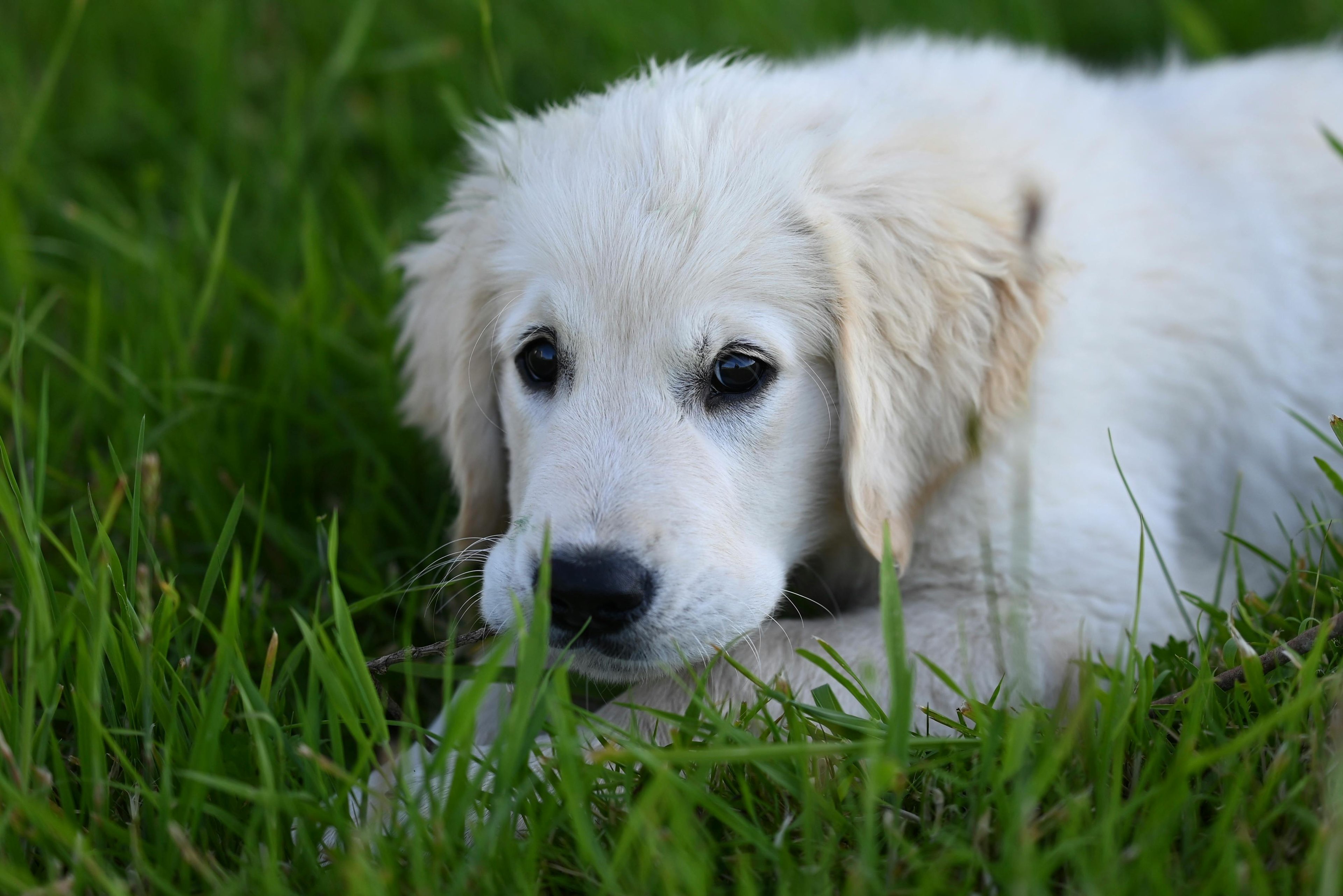 un golden retriever chiot qui mange de l'herbe