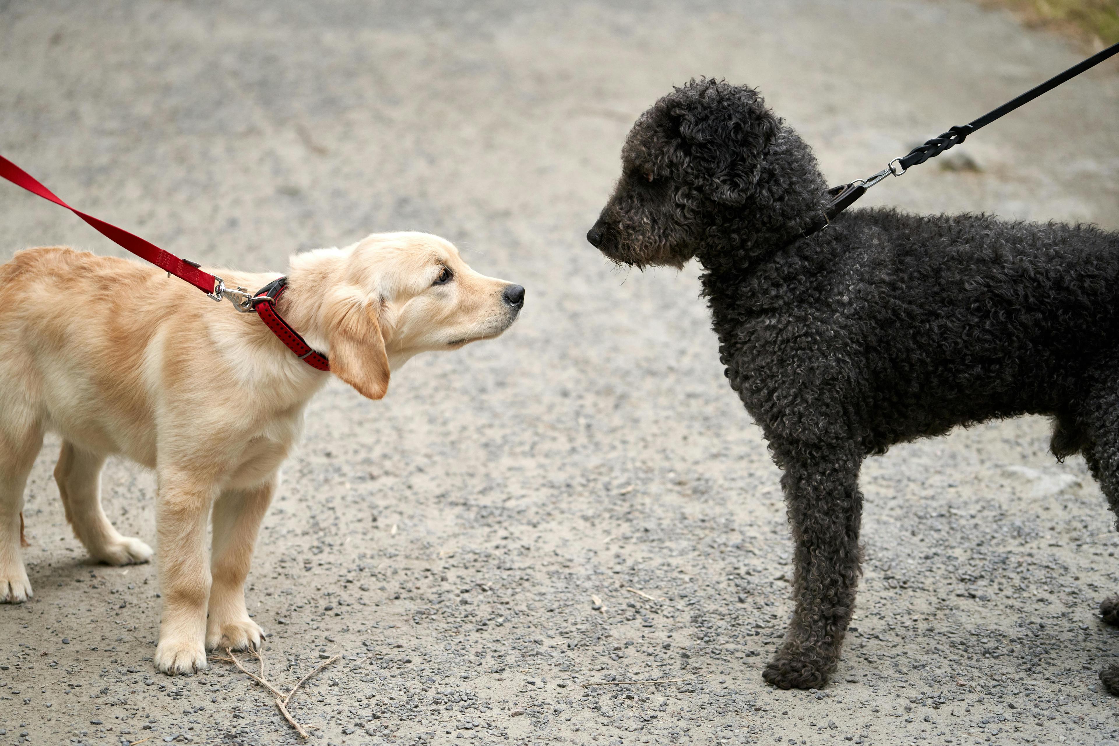 deux chiens face à face qui tire en laisse