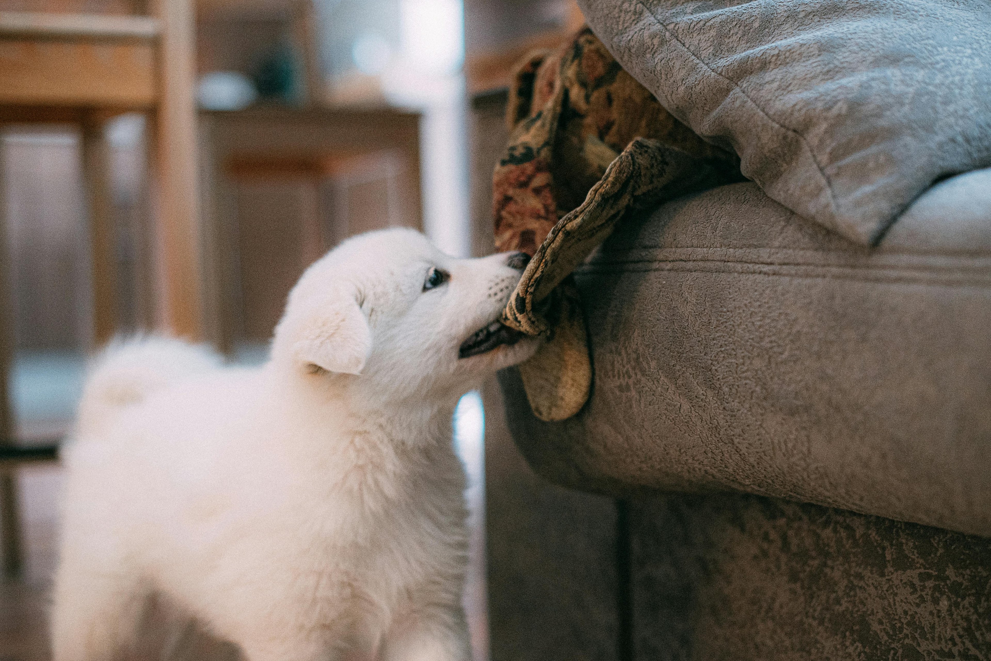 un chiot labrador qui mordille une couverture