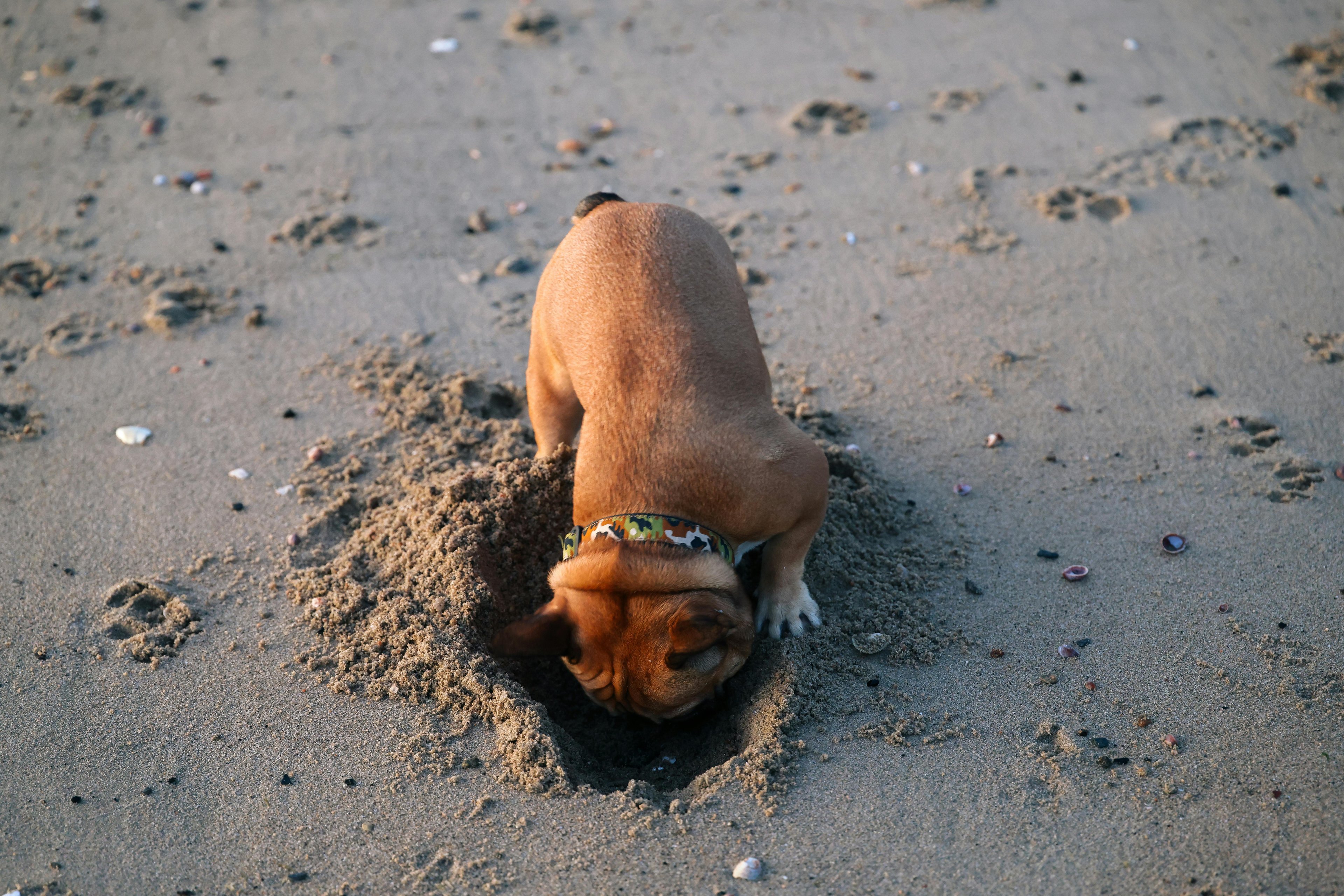 un chien qui creuse un trou dans le sable