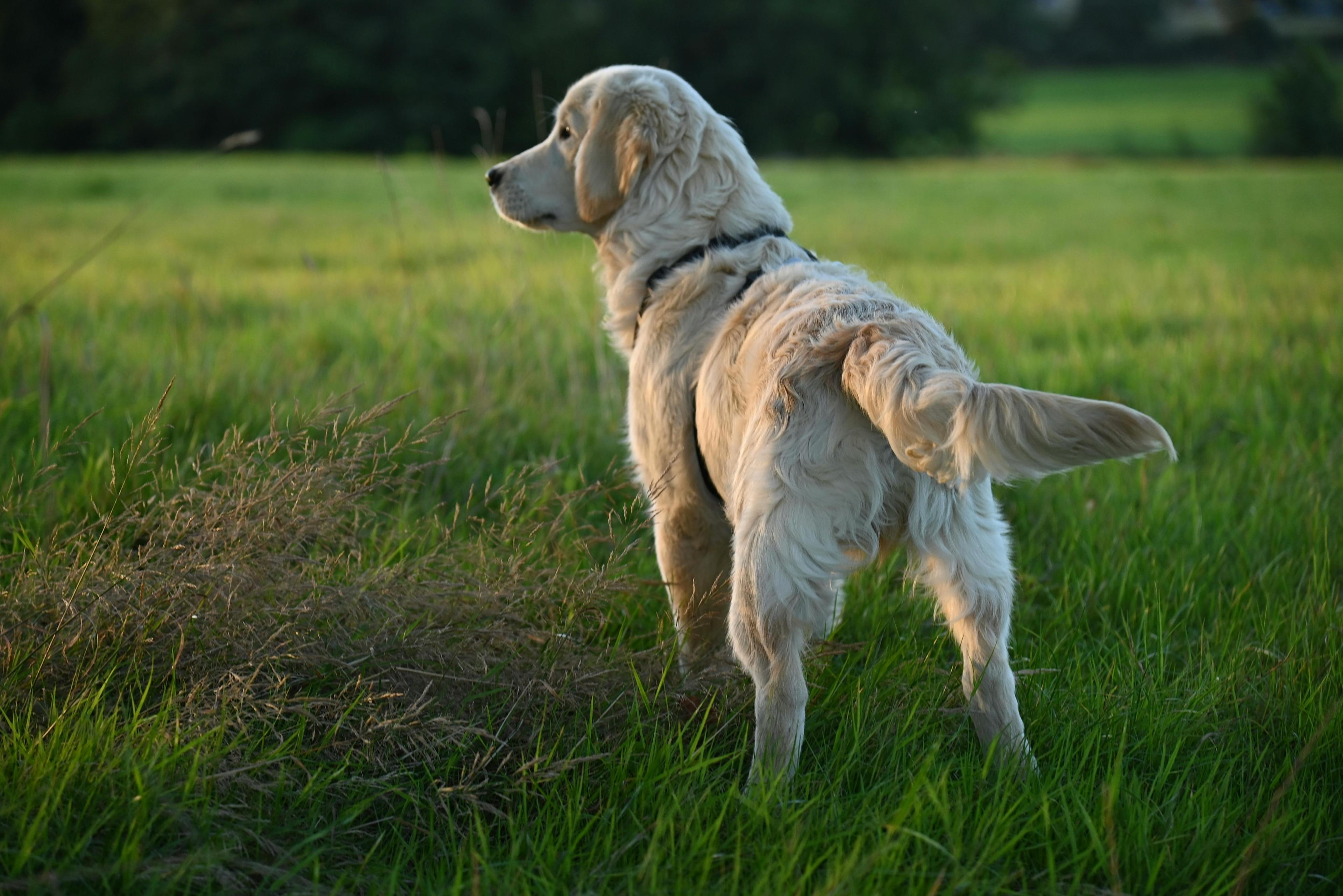 un chien de dos qui regarde ailleurs