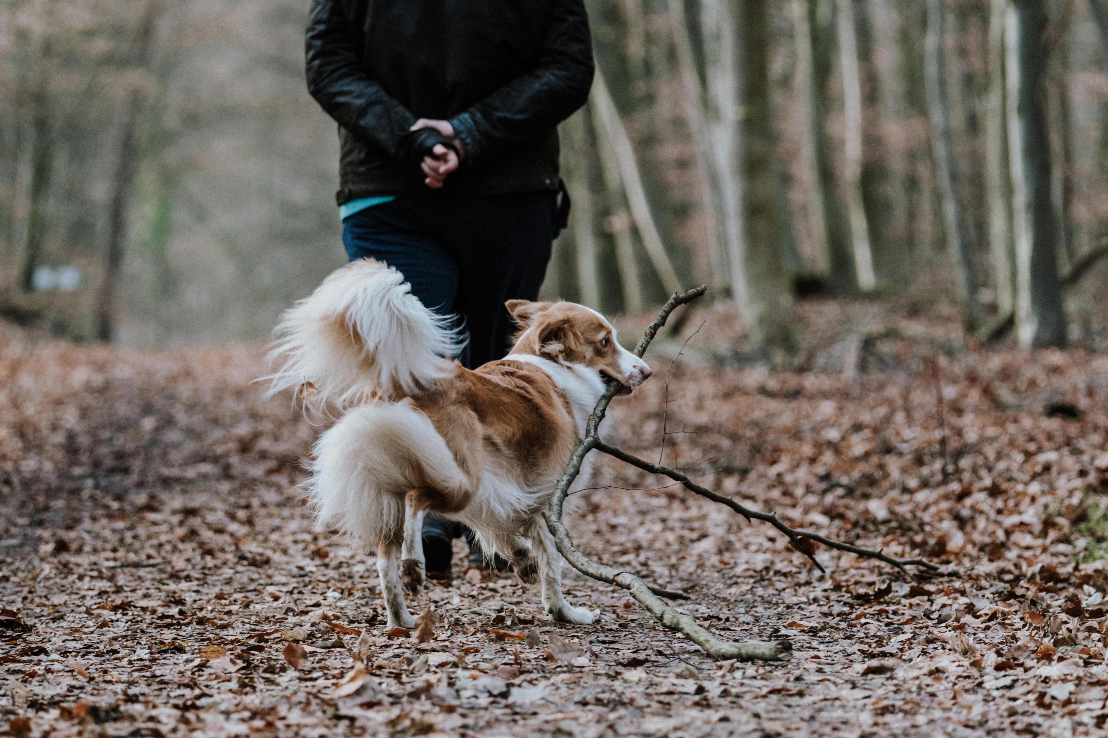 un chien qui suis son maitre avec un bâton a la gueule