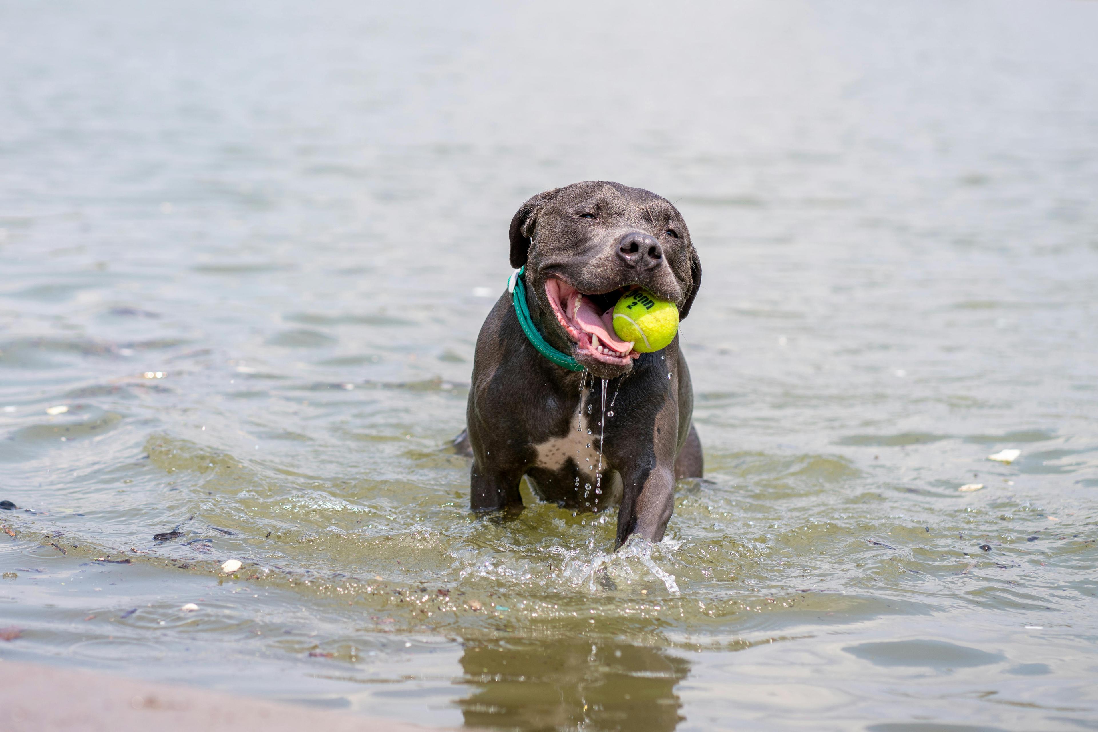 un staff dans l'eau, une balle dans la gueule