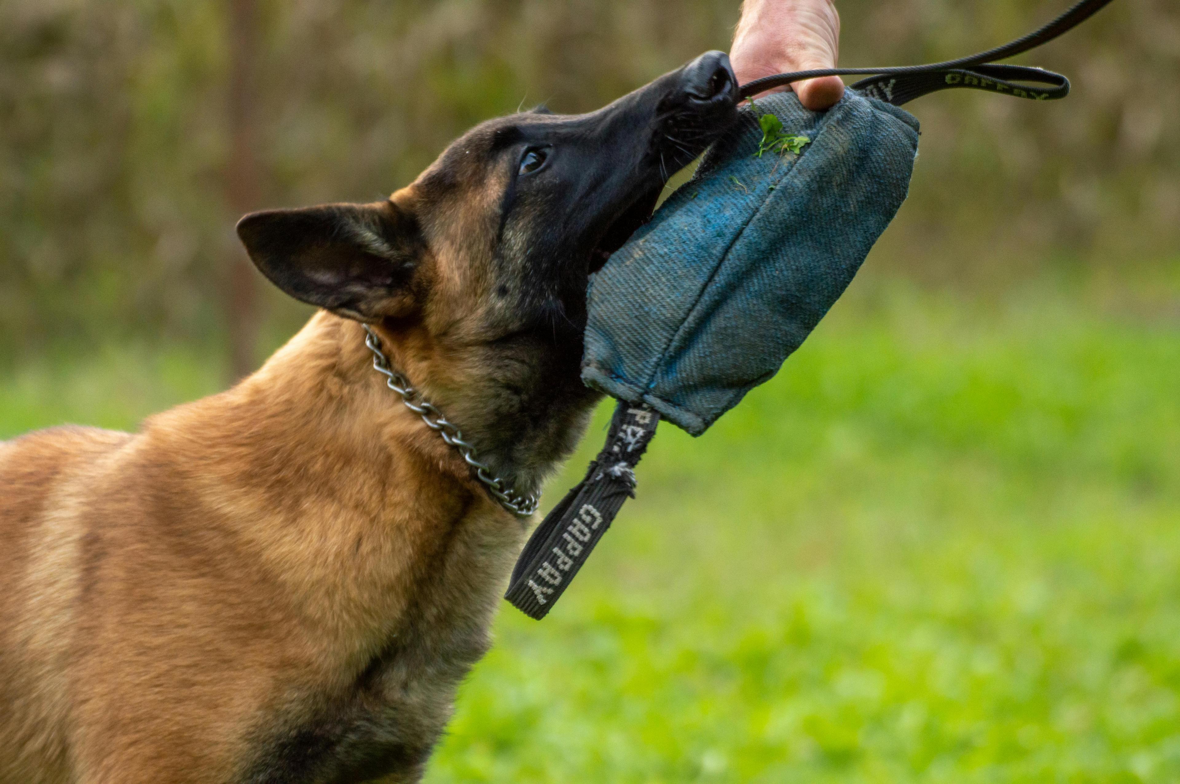 un malinois avec un jouet en bouche