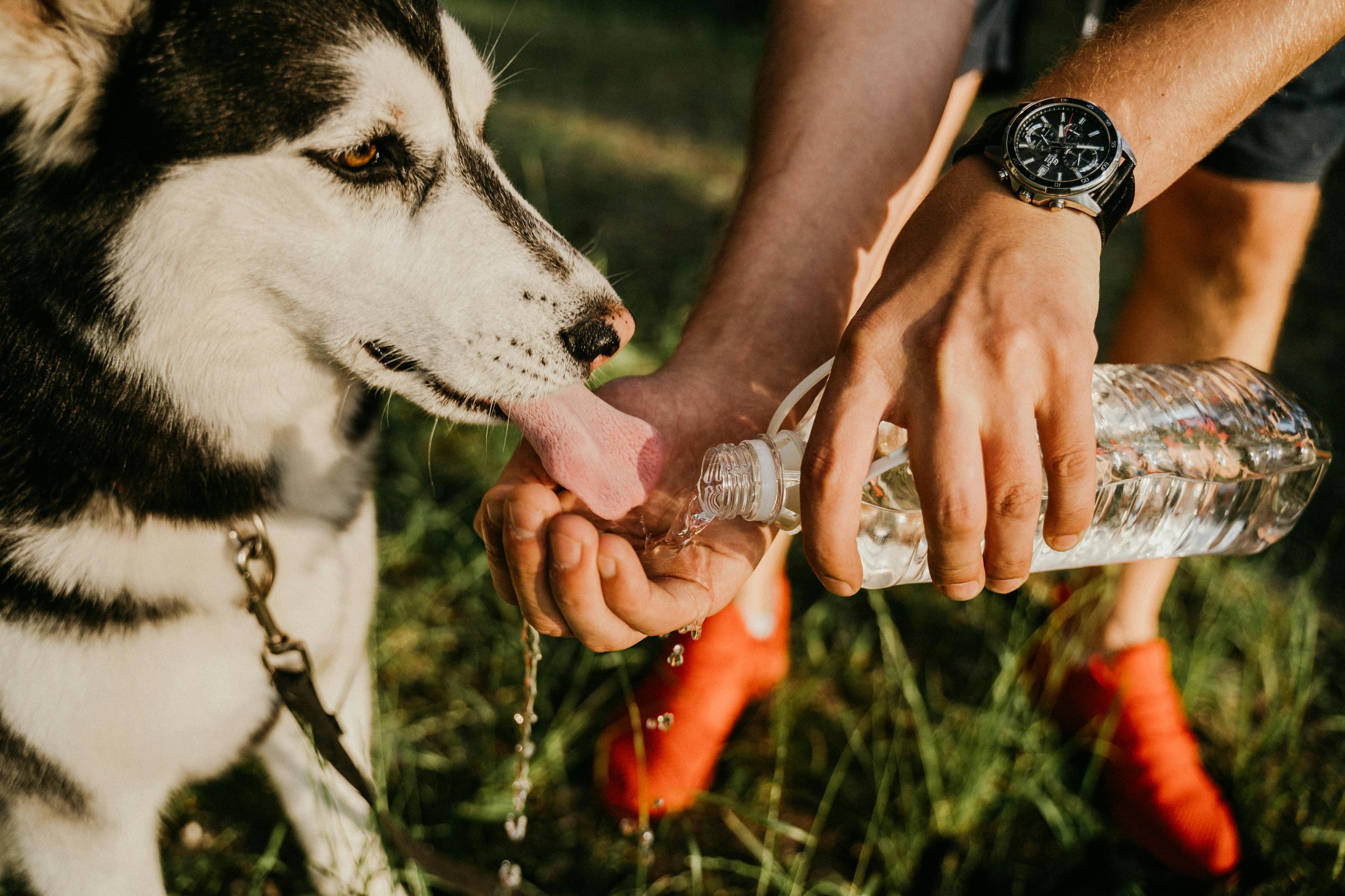 Comment comprendre et répondre aux besoins de mon chien ?
