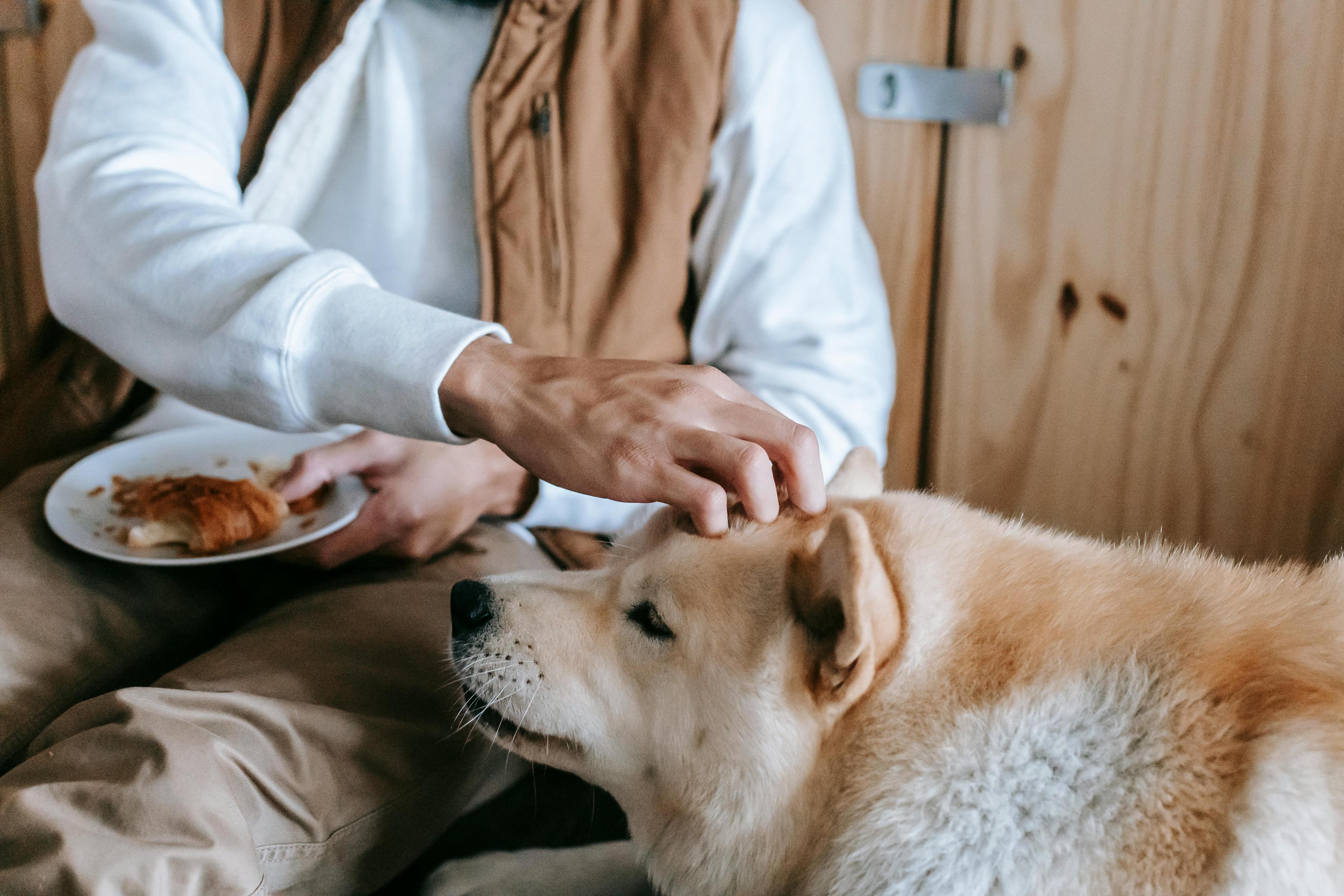 Comment instaurer une routine avec mon chien ?