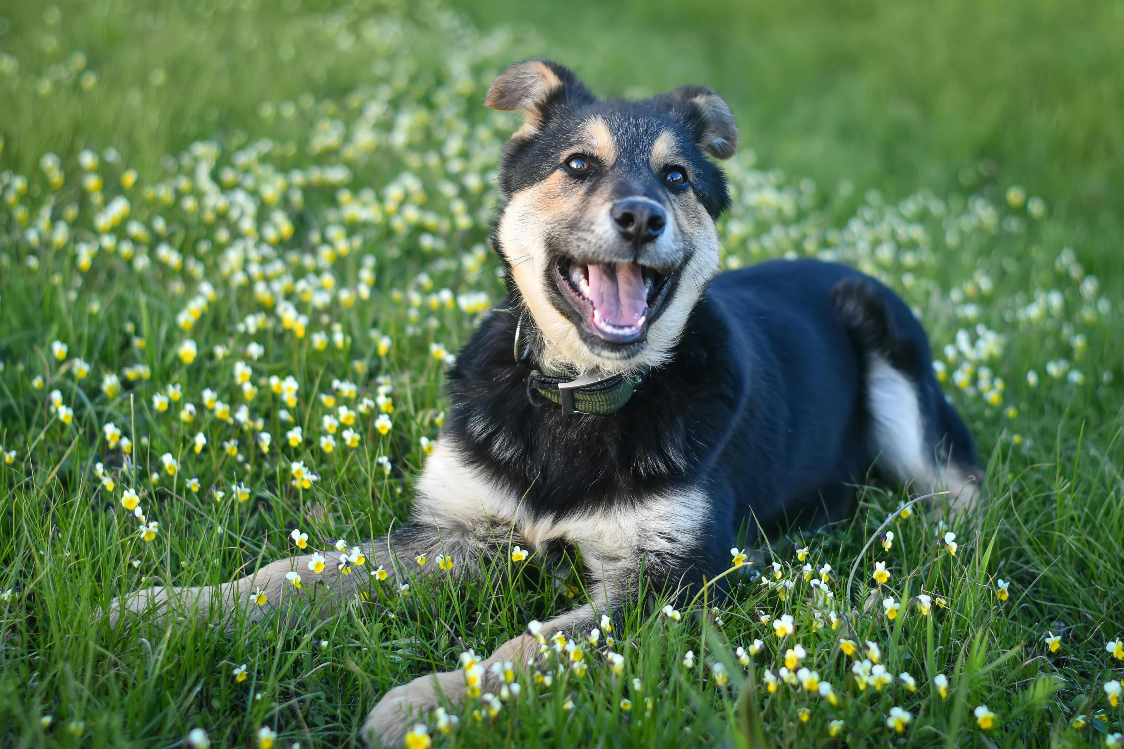 un chien couché dans l'herbe et des fleurs