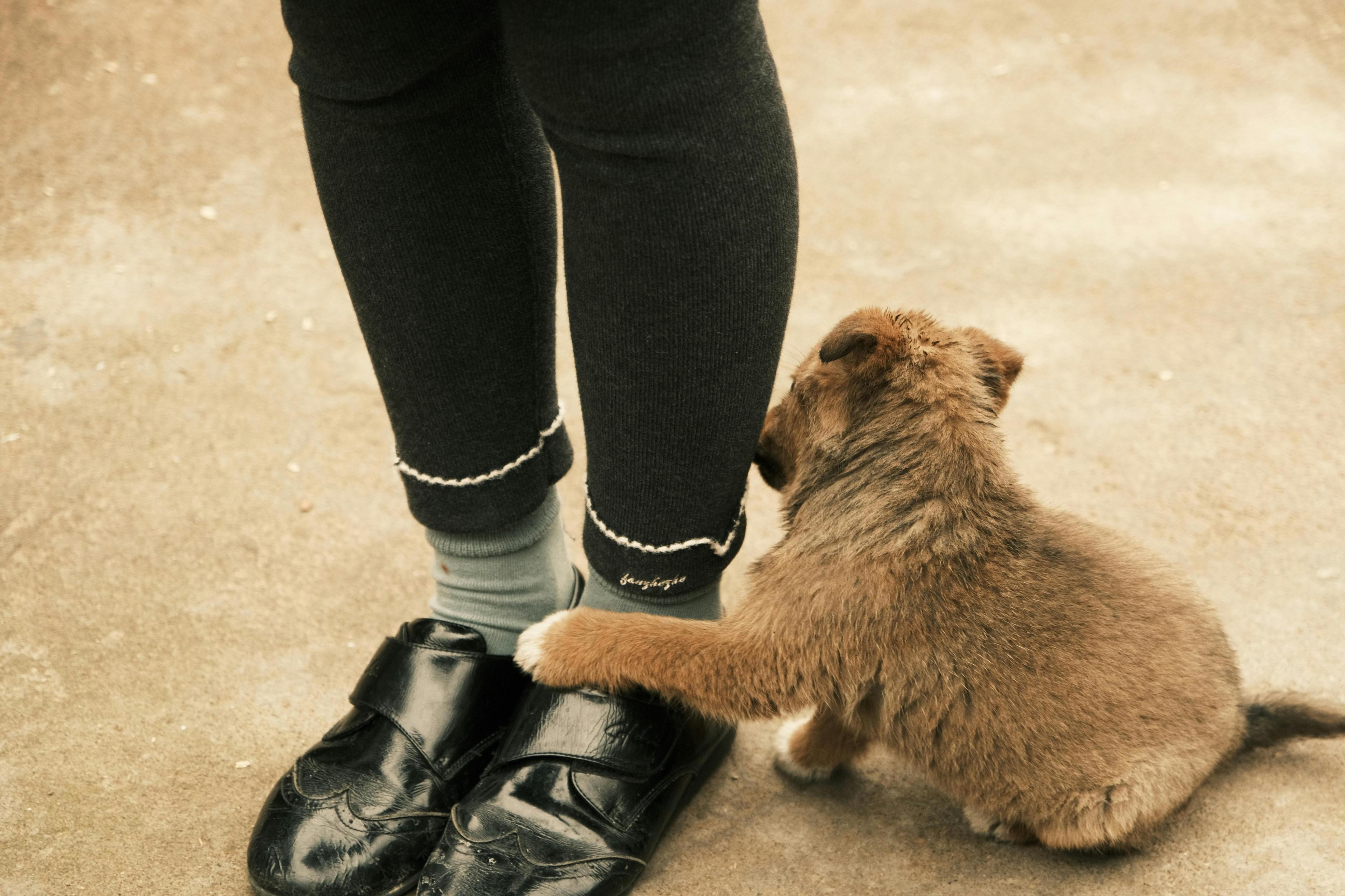 un chiot, la patte sur le pied de son maitre