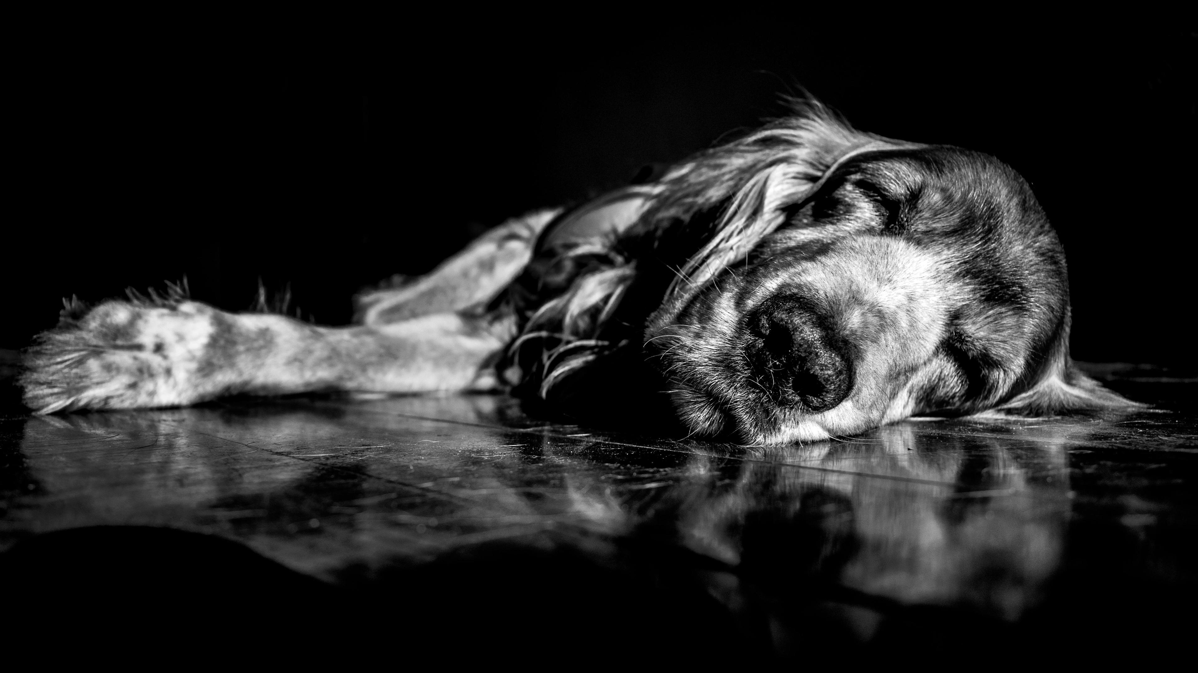 un chien qui dort paisiblement sur le coté