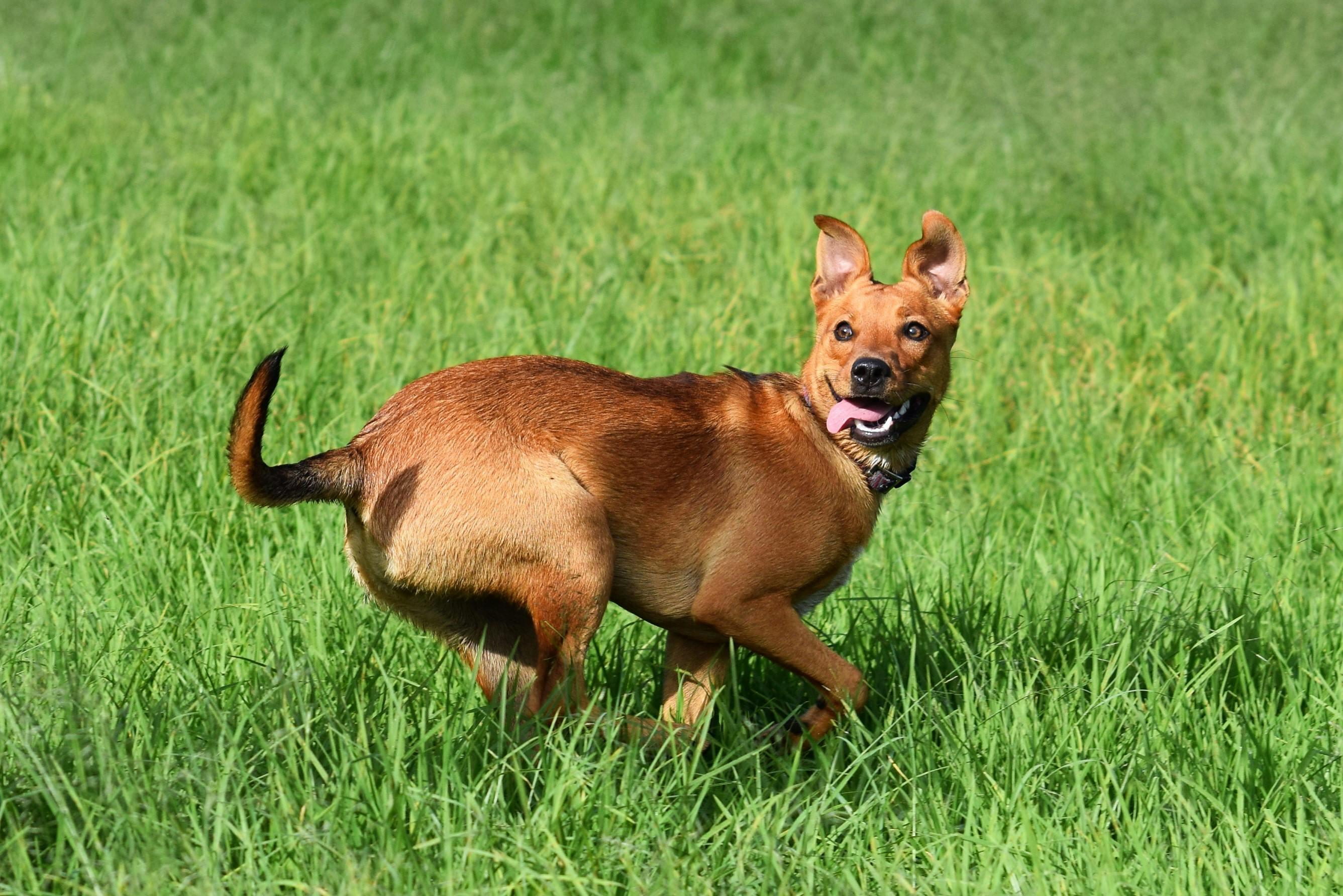 un chien surexcité dans l'herbe