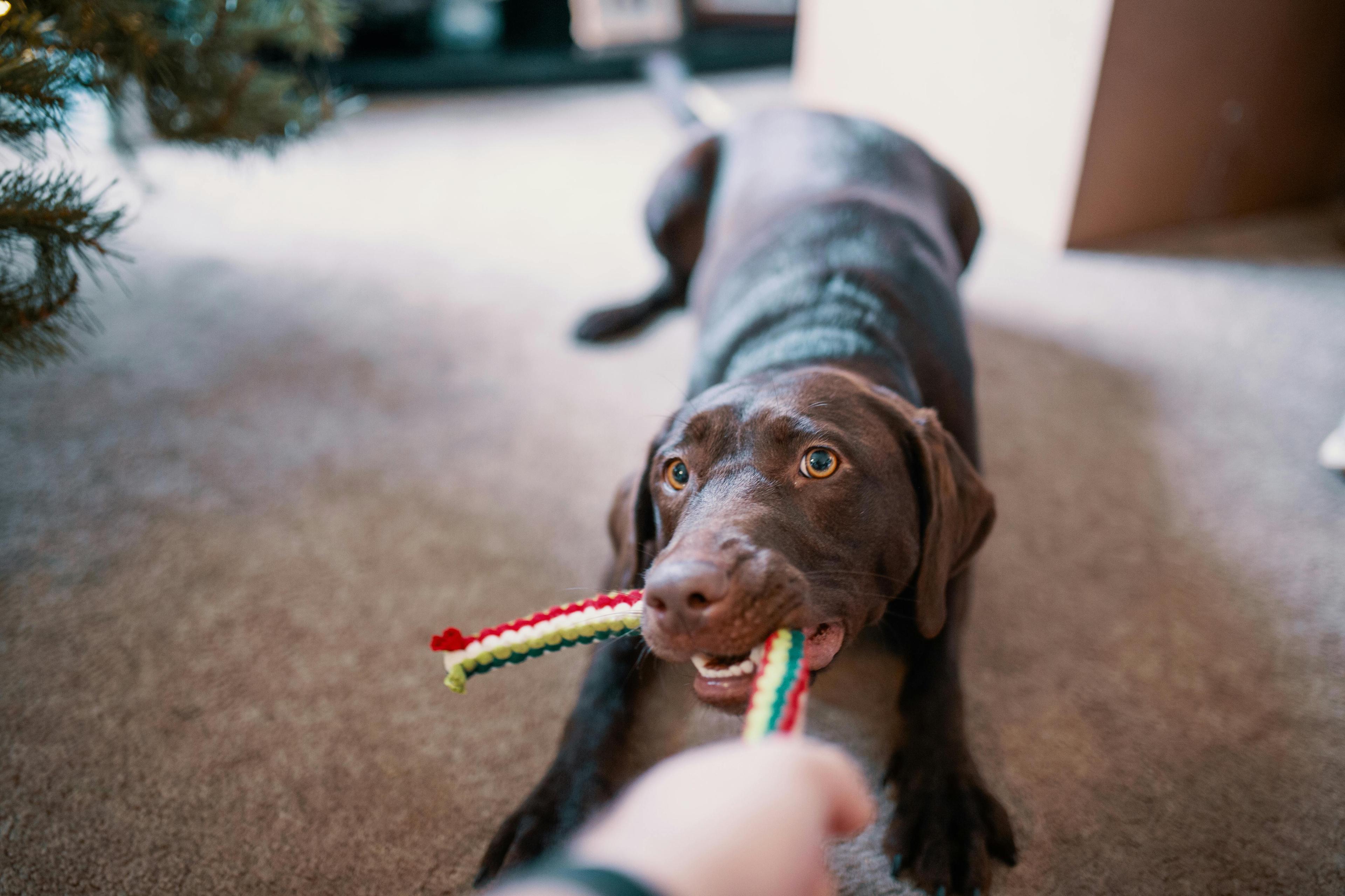 un labrador qui tire sur un jouet en corde