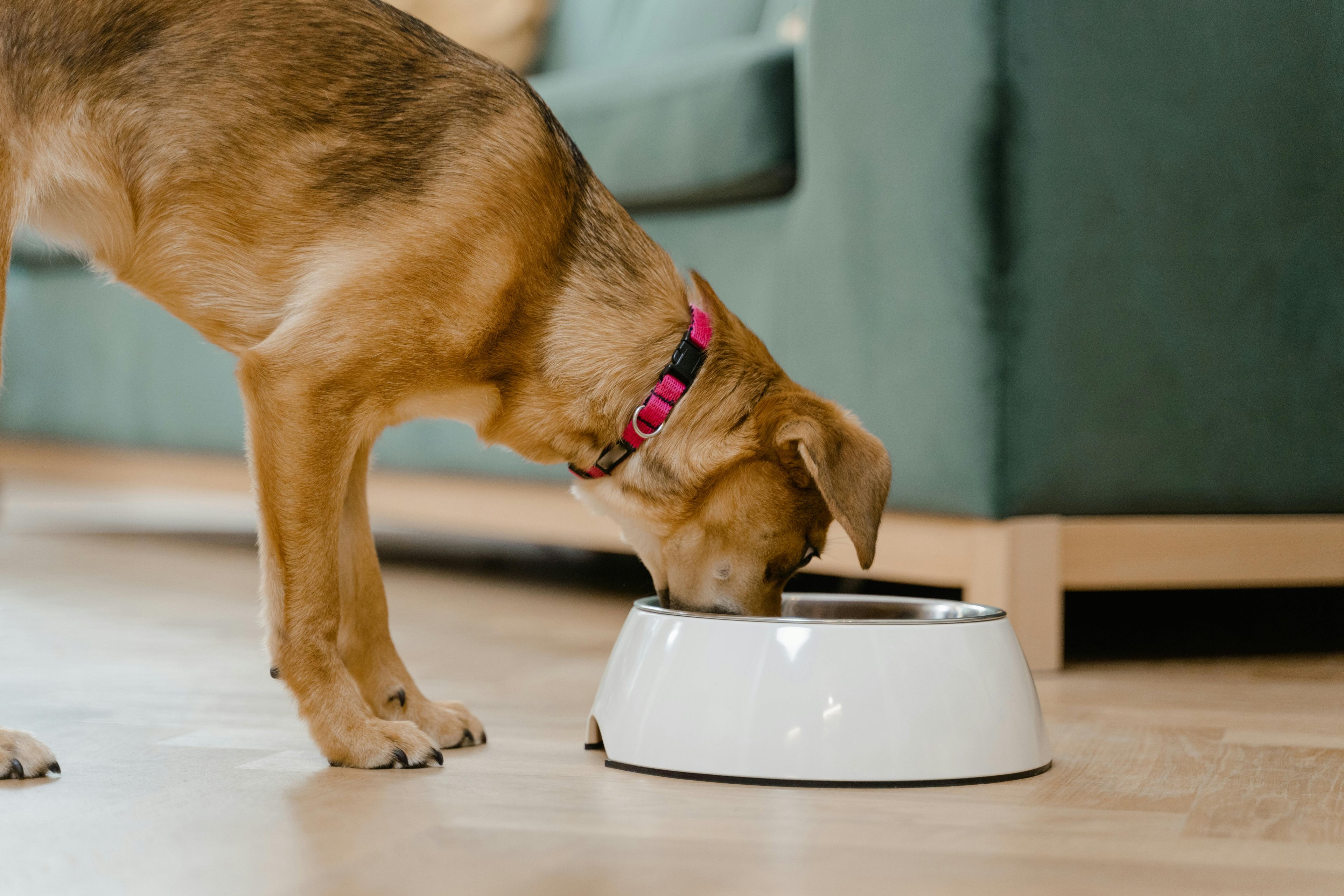 un chien qui mange calmement dans sa gamelle
