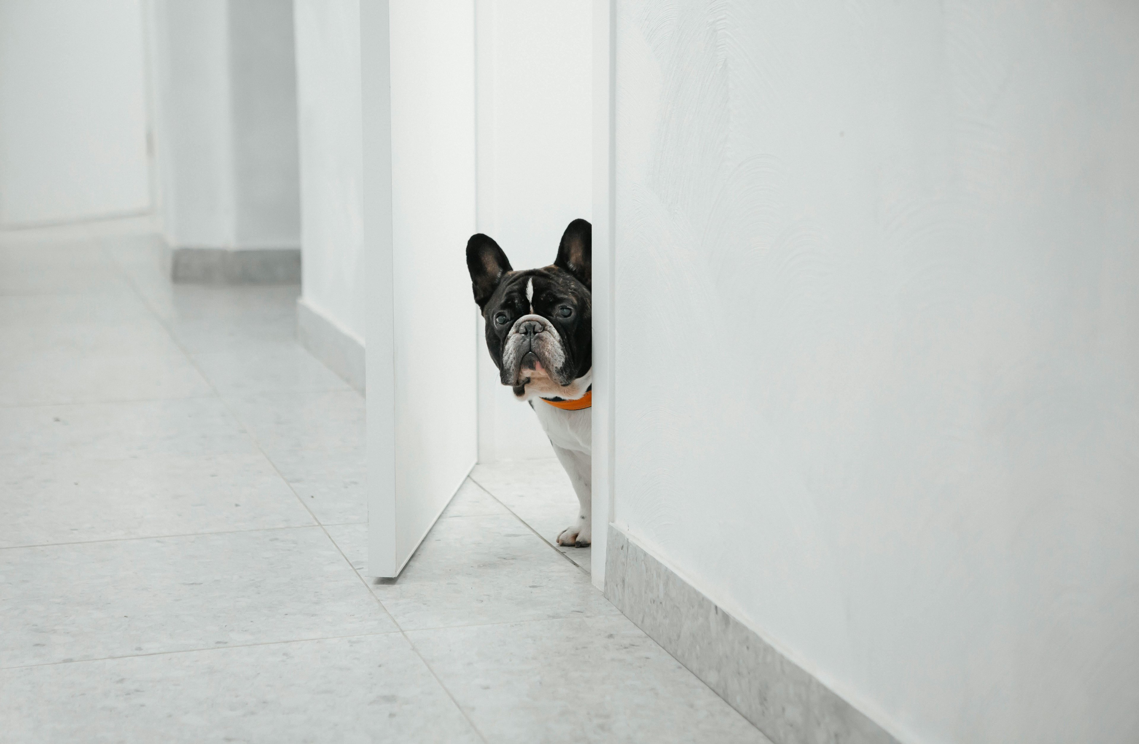 un bouledogue qui regarde dans l'ouverture d'une porte