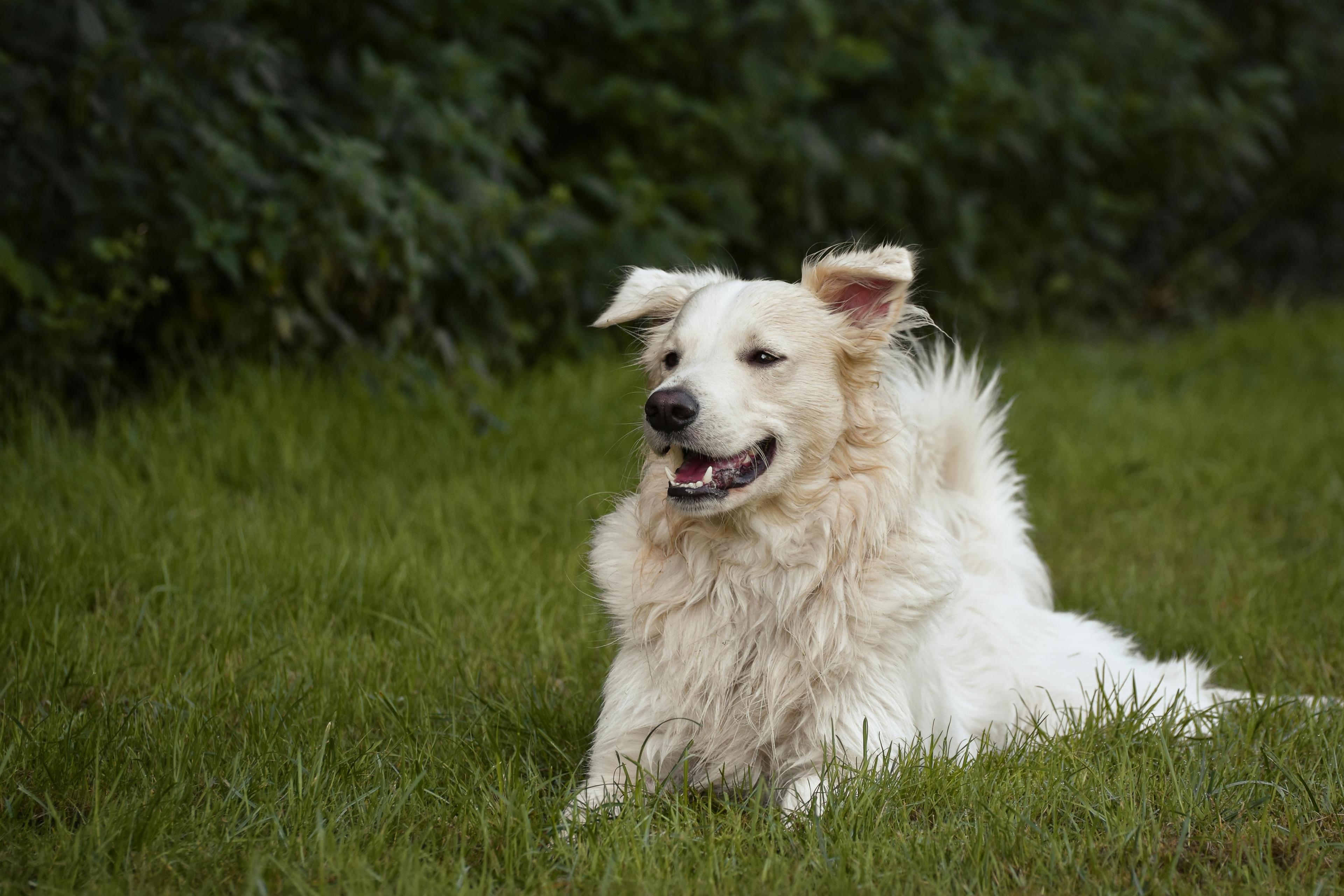 un chien qui attend couché dans l'herbe