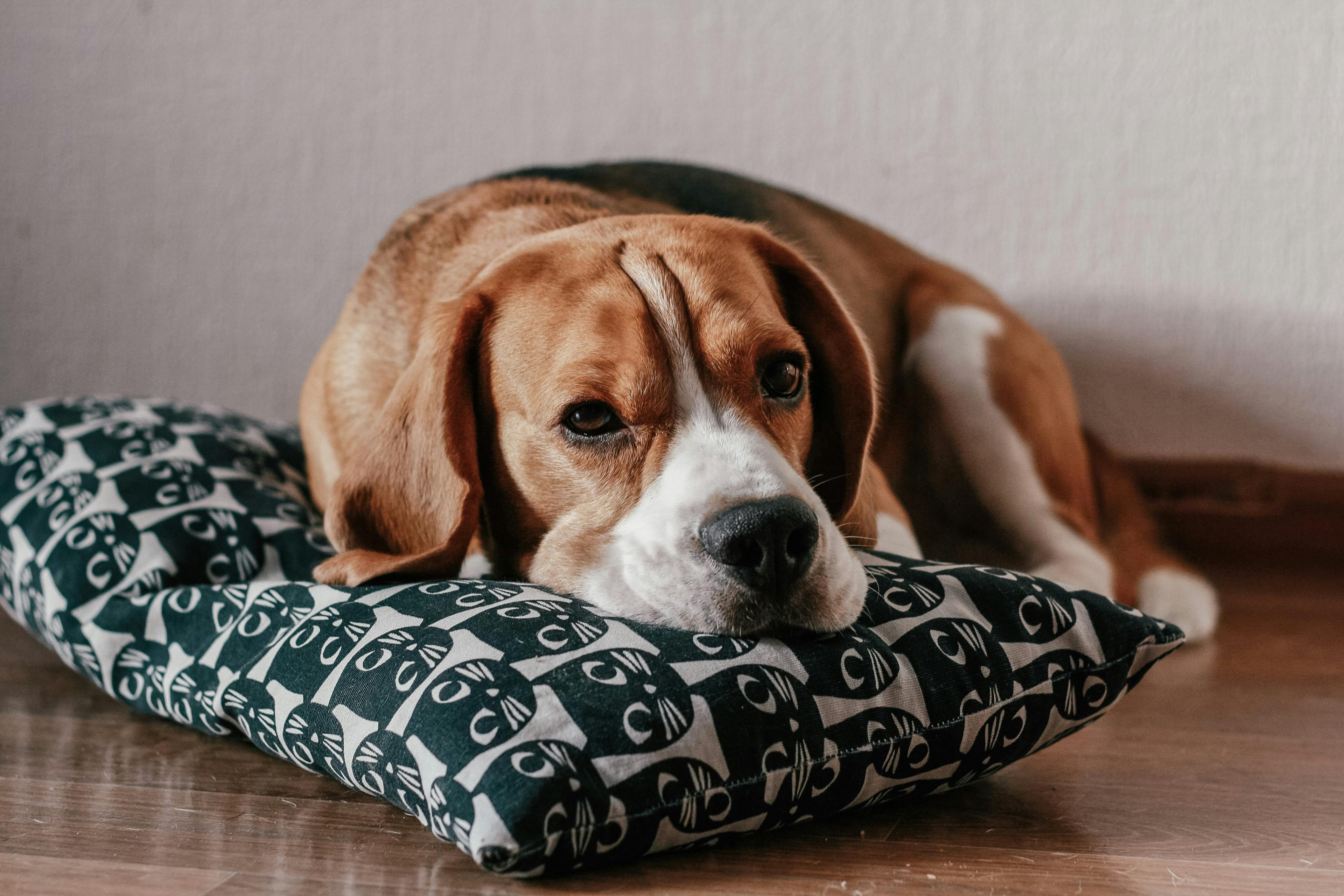 un beagle couché, la tête sur un coussin