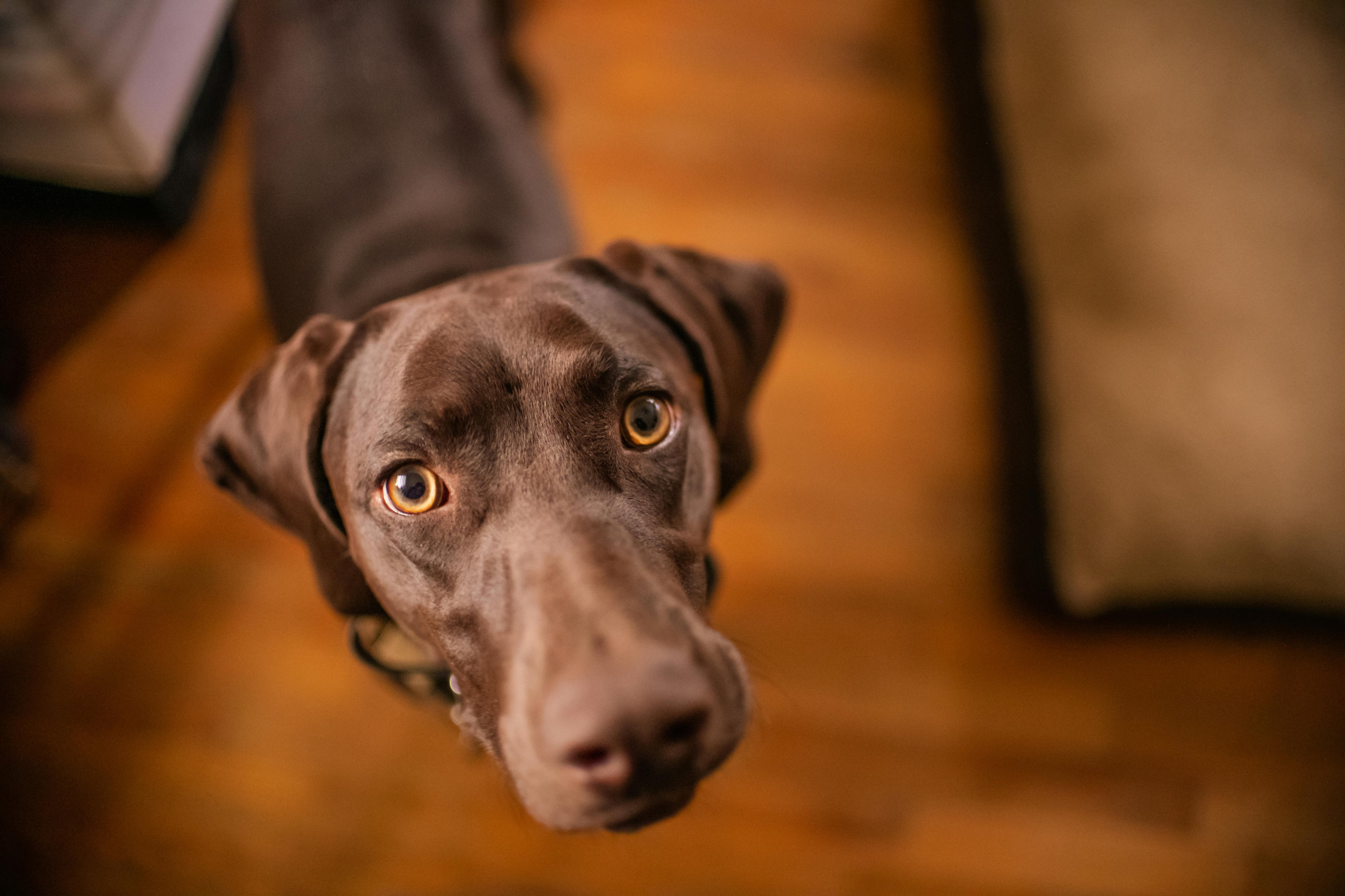 un chien marron qui regard en l'air