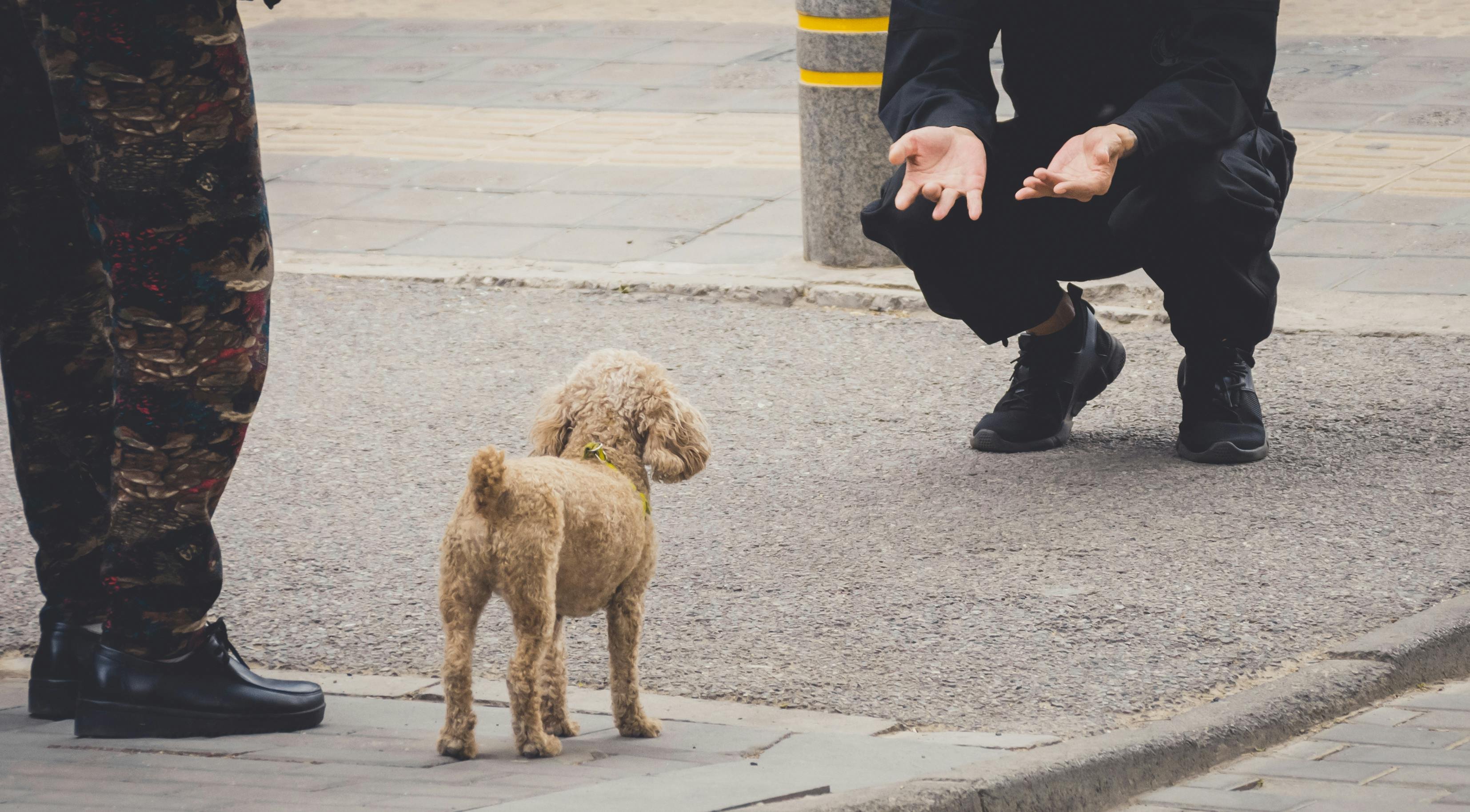 un petit chien qui hésite à aller voir un inconnu