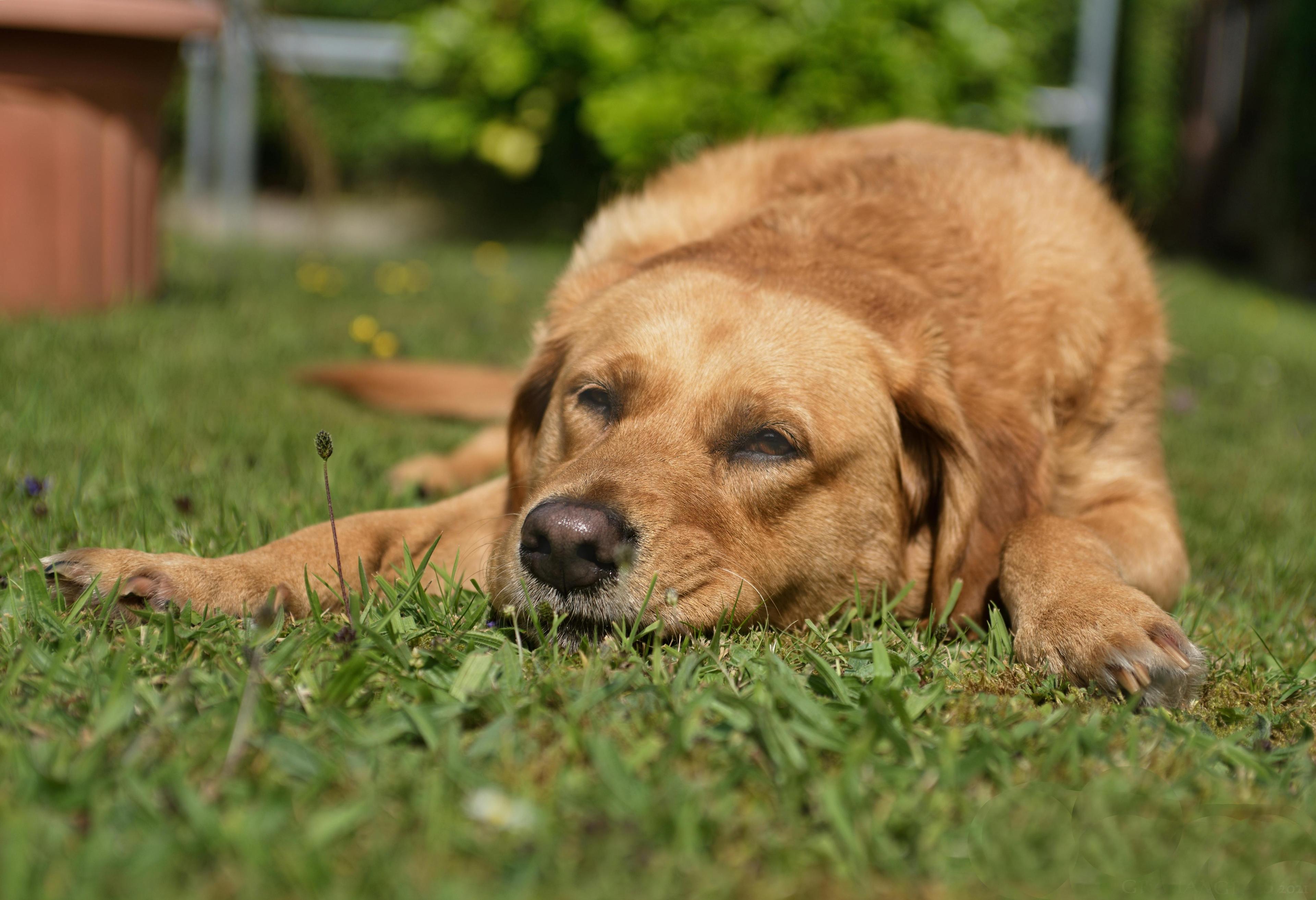 Comment éviter l’ennui chez le chien ?