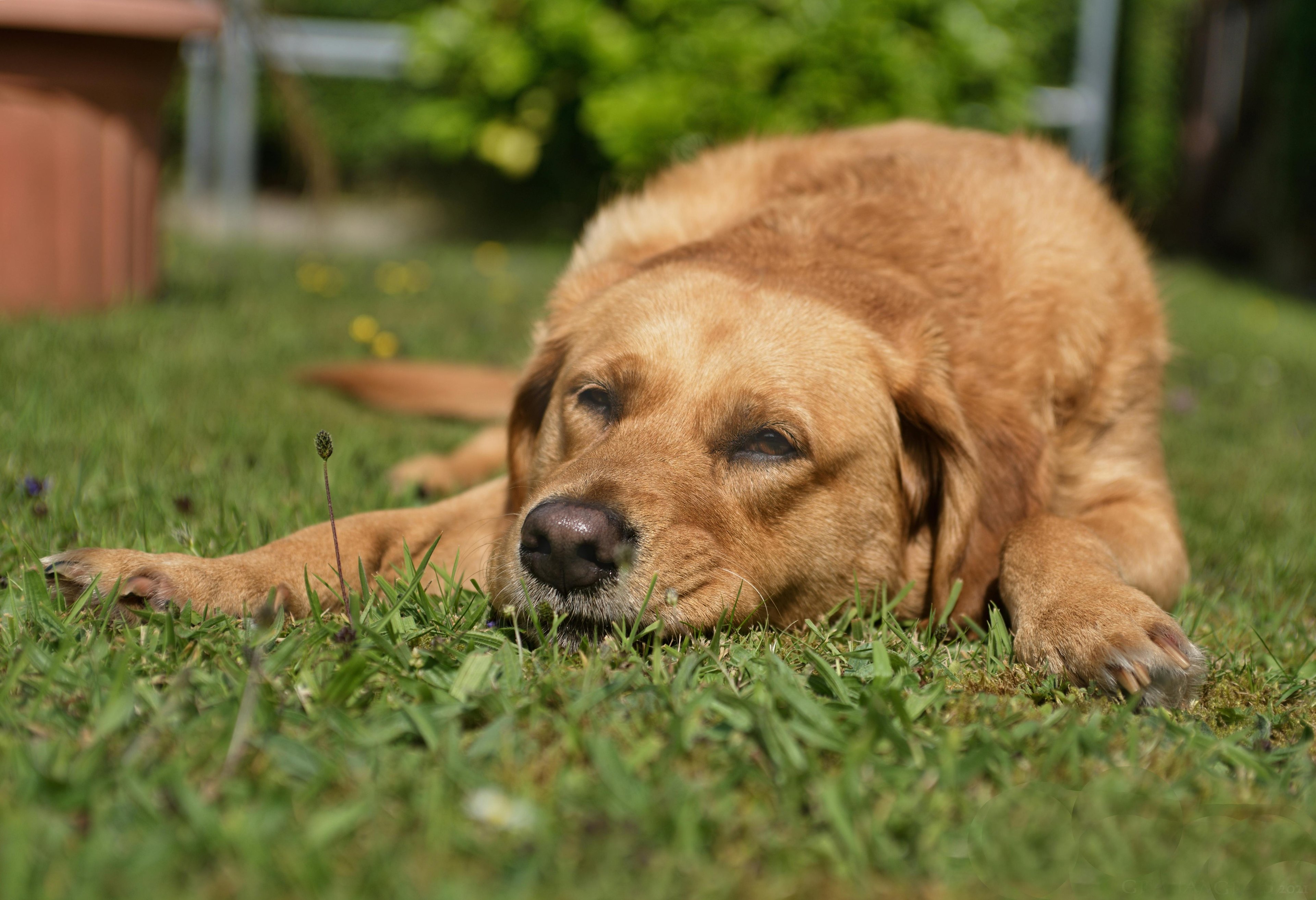 un chien qui dort dans l'herbe au soleil