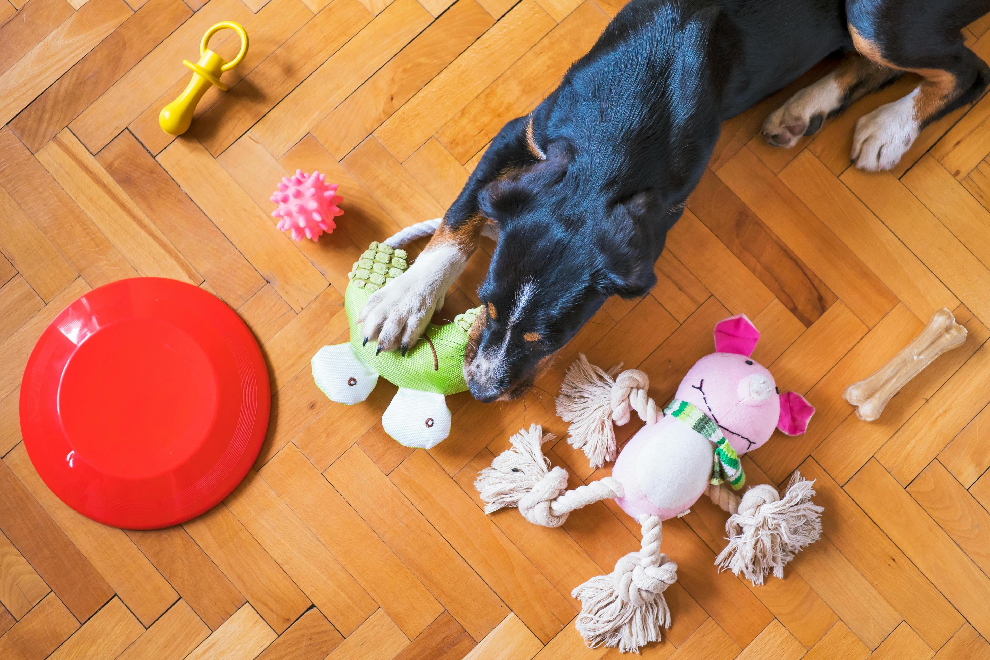 Comment enrichir le quotidien de mon chien ?