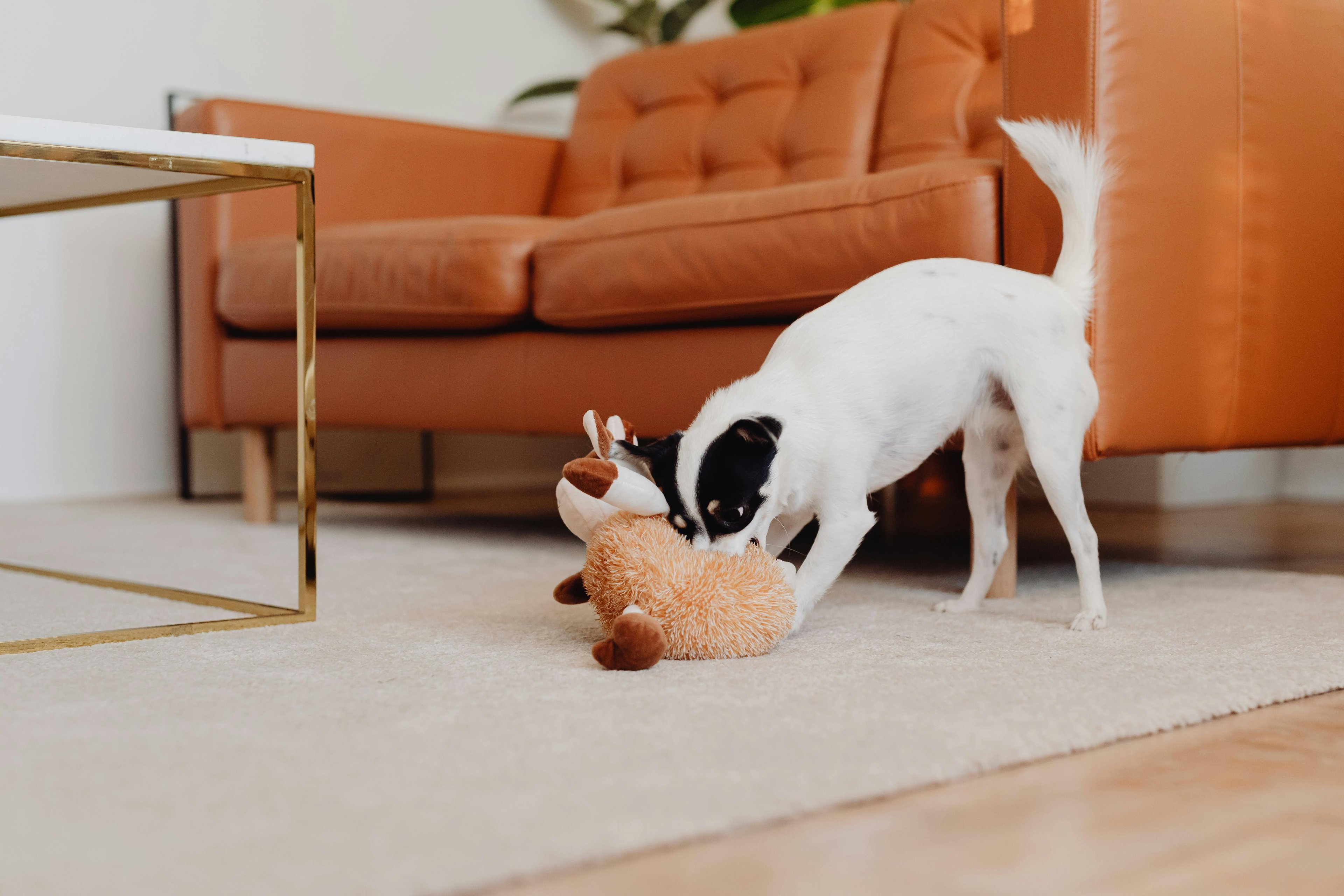 un petit chien noir et blanc qui joue seul avec une peluche