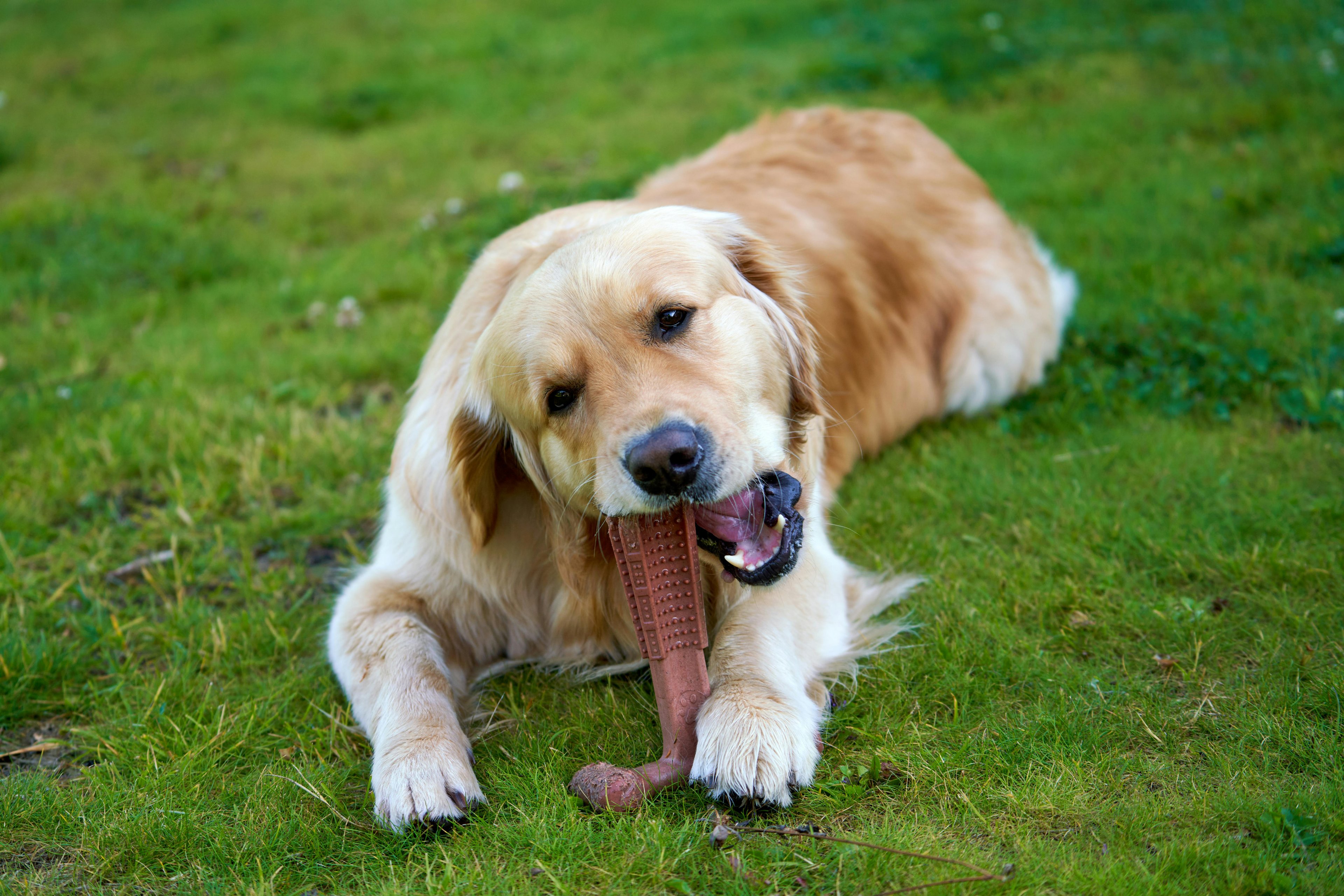 un golden retriever couché et qui joue seul avec un jouet en plastique