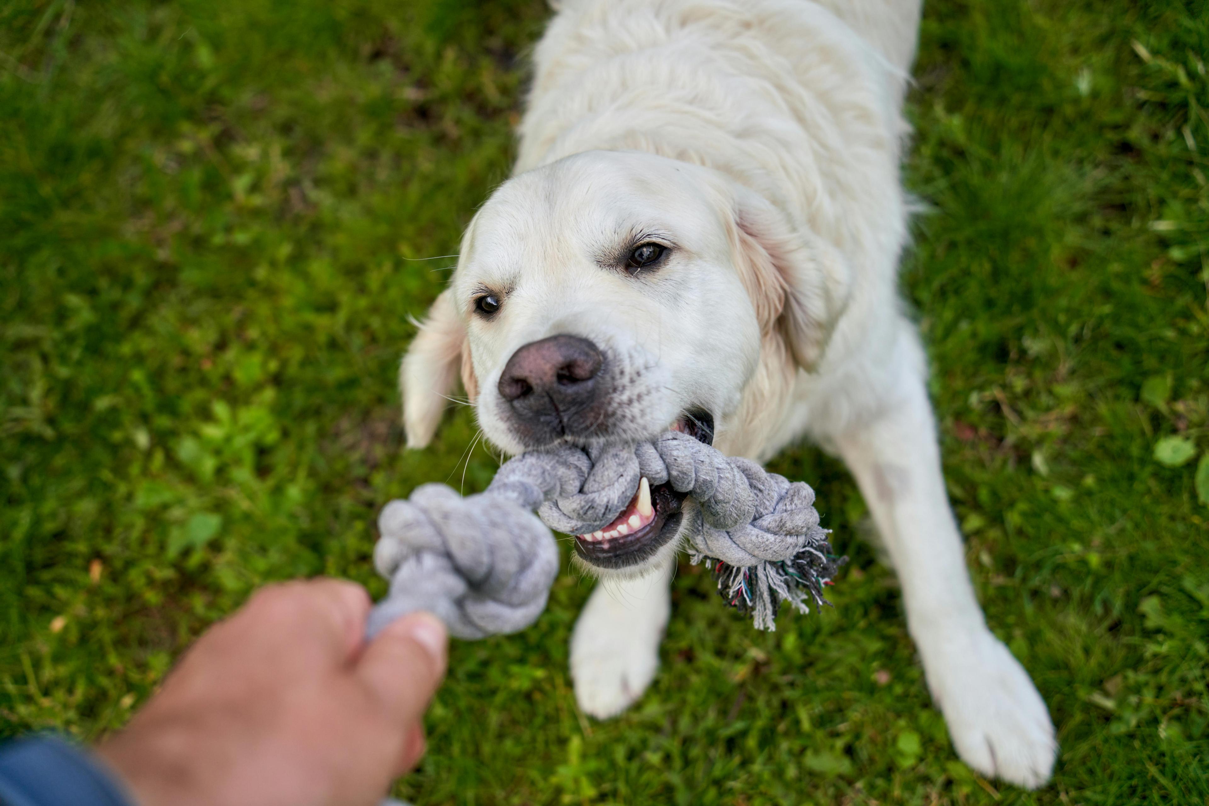 Comment bien jouer avec son chien ?