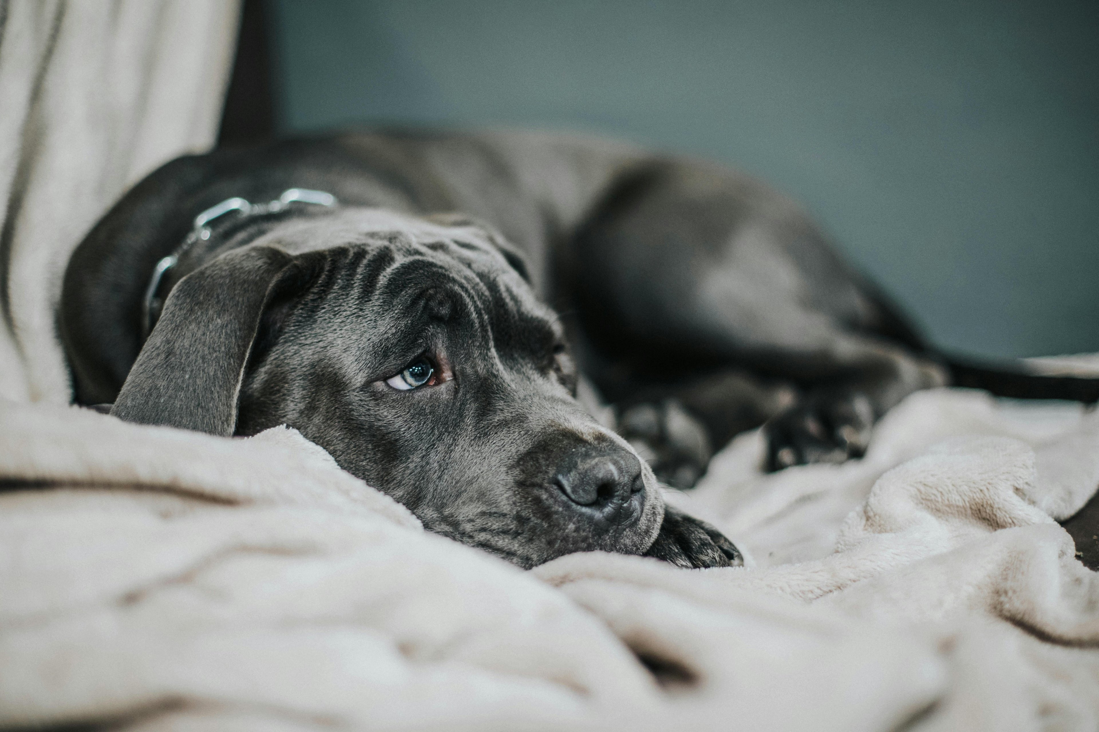 un chien gris, calme à son panier