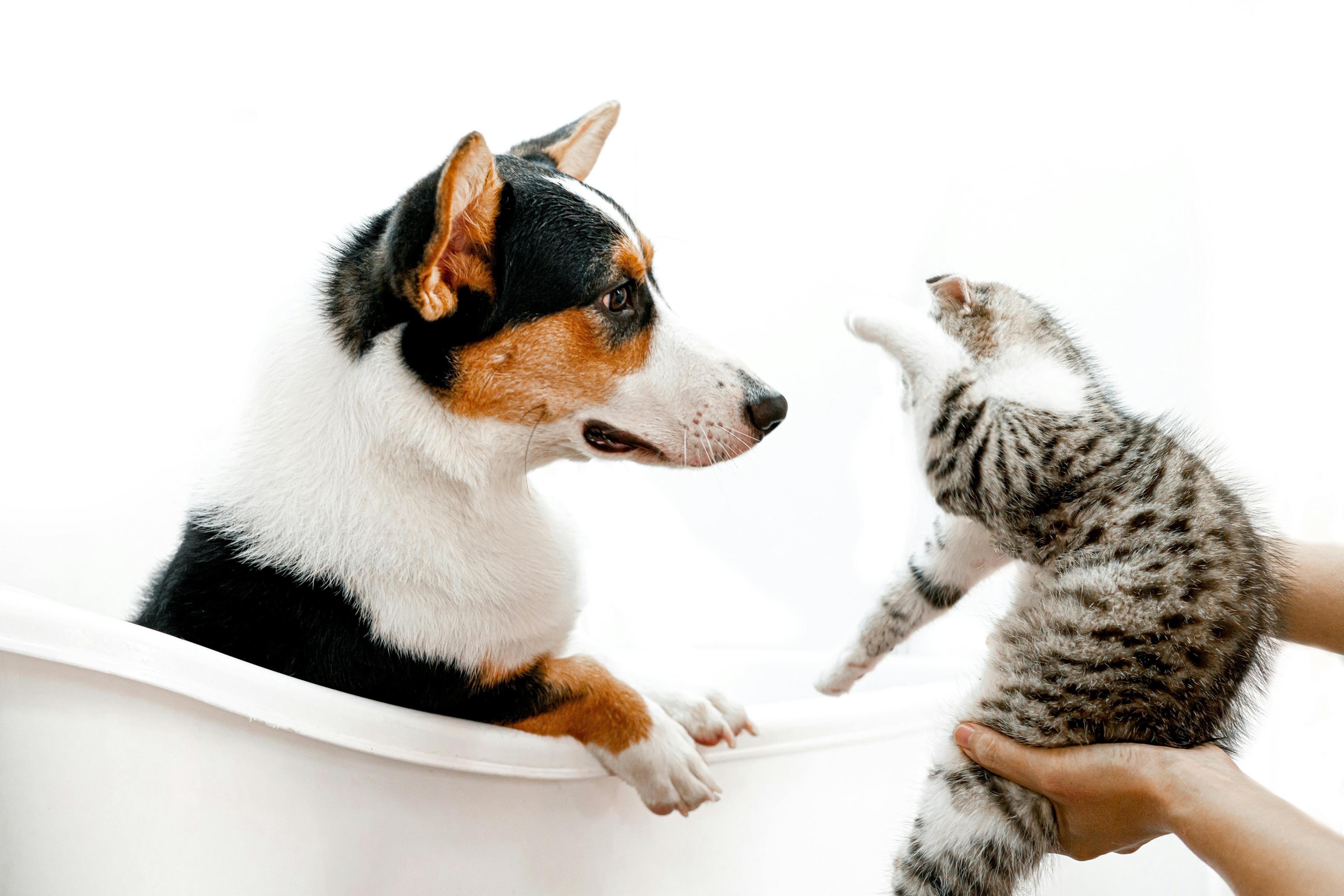 Comment présenter un chien à un chat ?