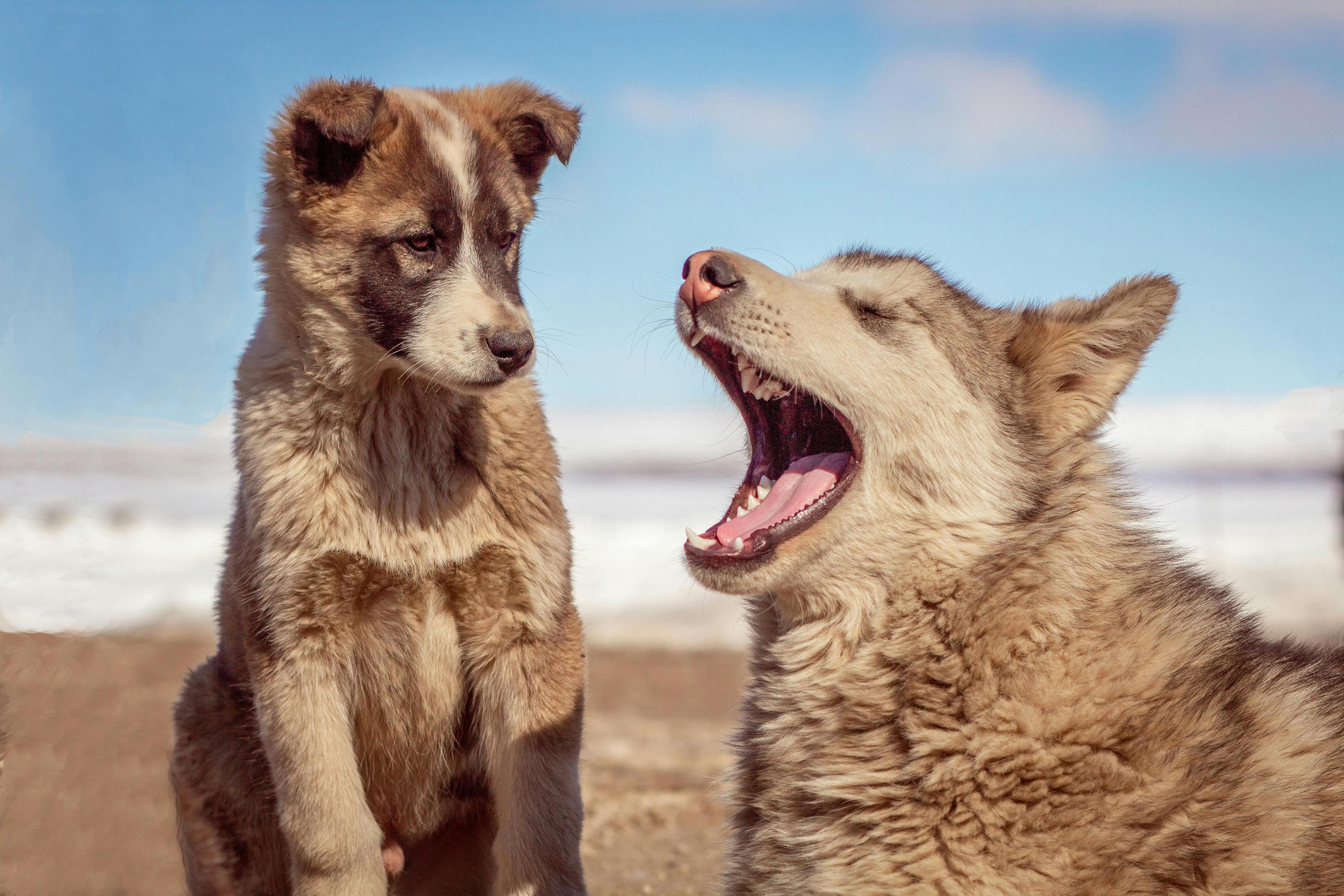 un chien et un chiot qui se rencontre calmement