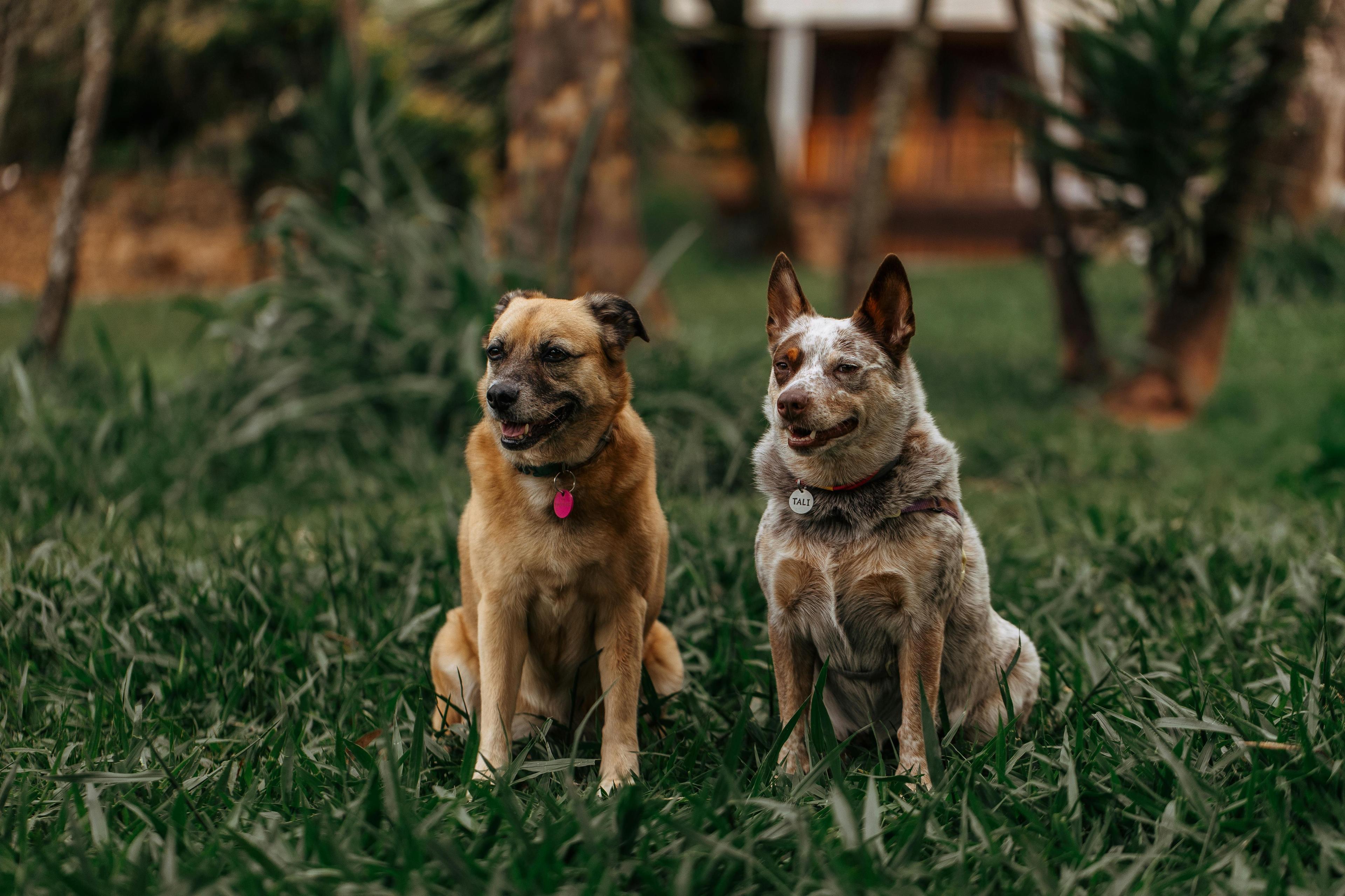 deux chien assis côte à côte, calmes