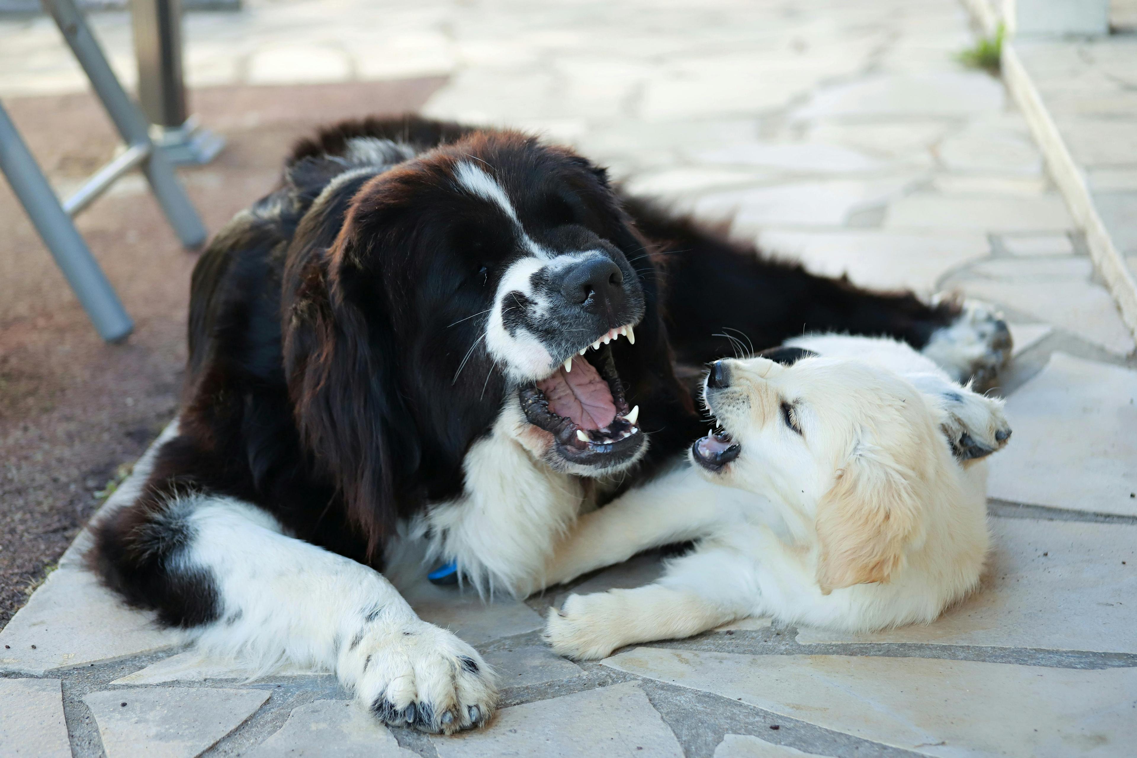 Comment sociabiliser un chiot ?