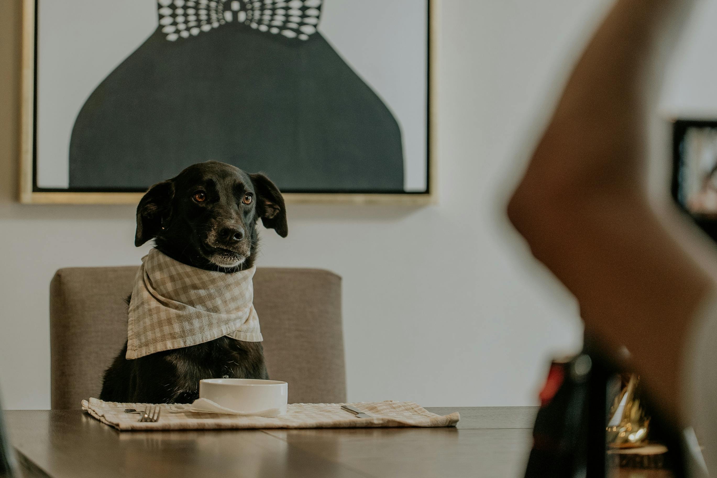 un chien assis à table, comme une humain
