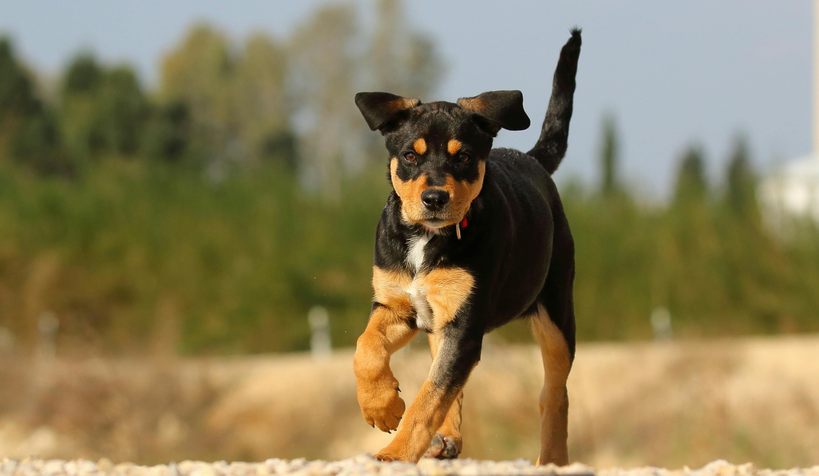 un petit chien noir et feu qui court