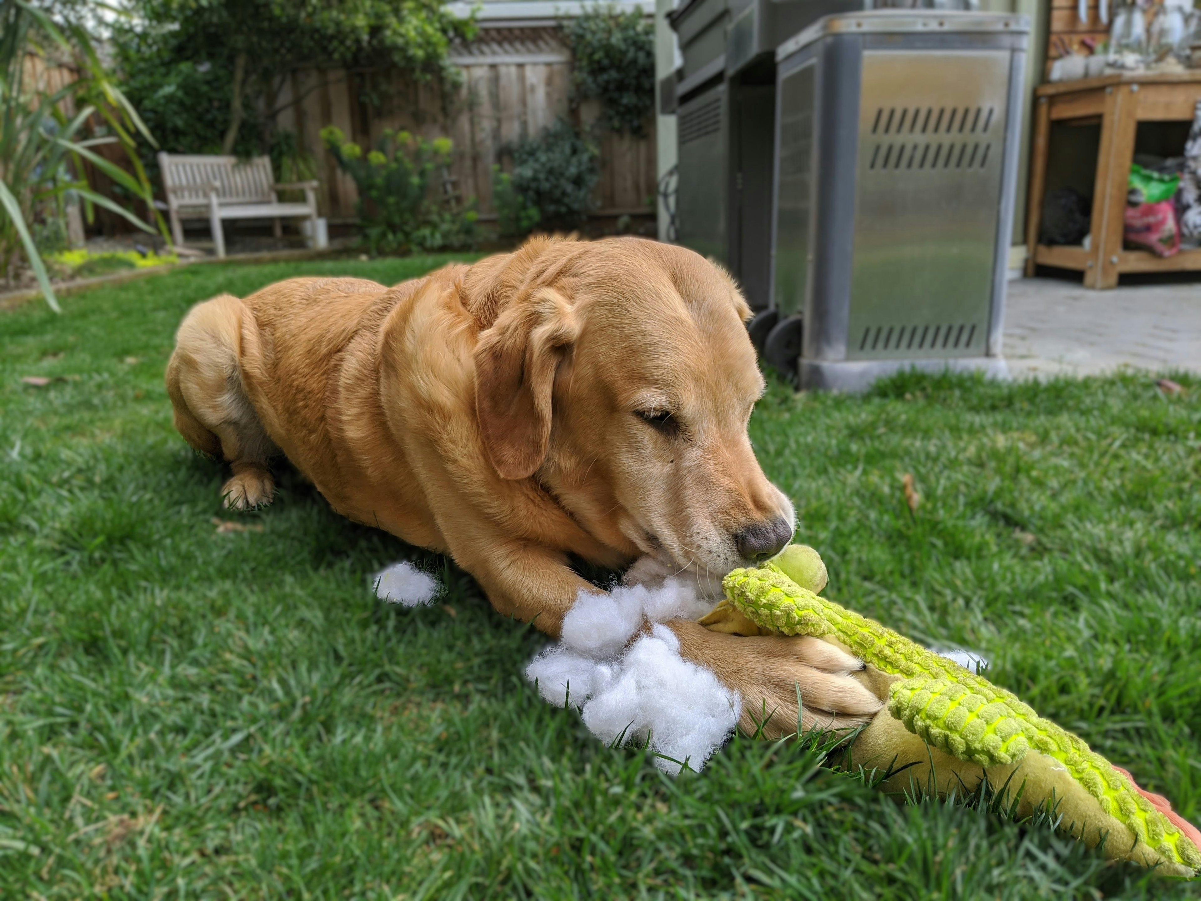 un chien couché dans l'herbe avec un jouet complètement détruit