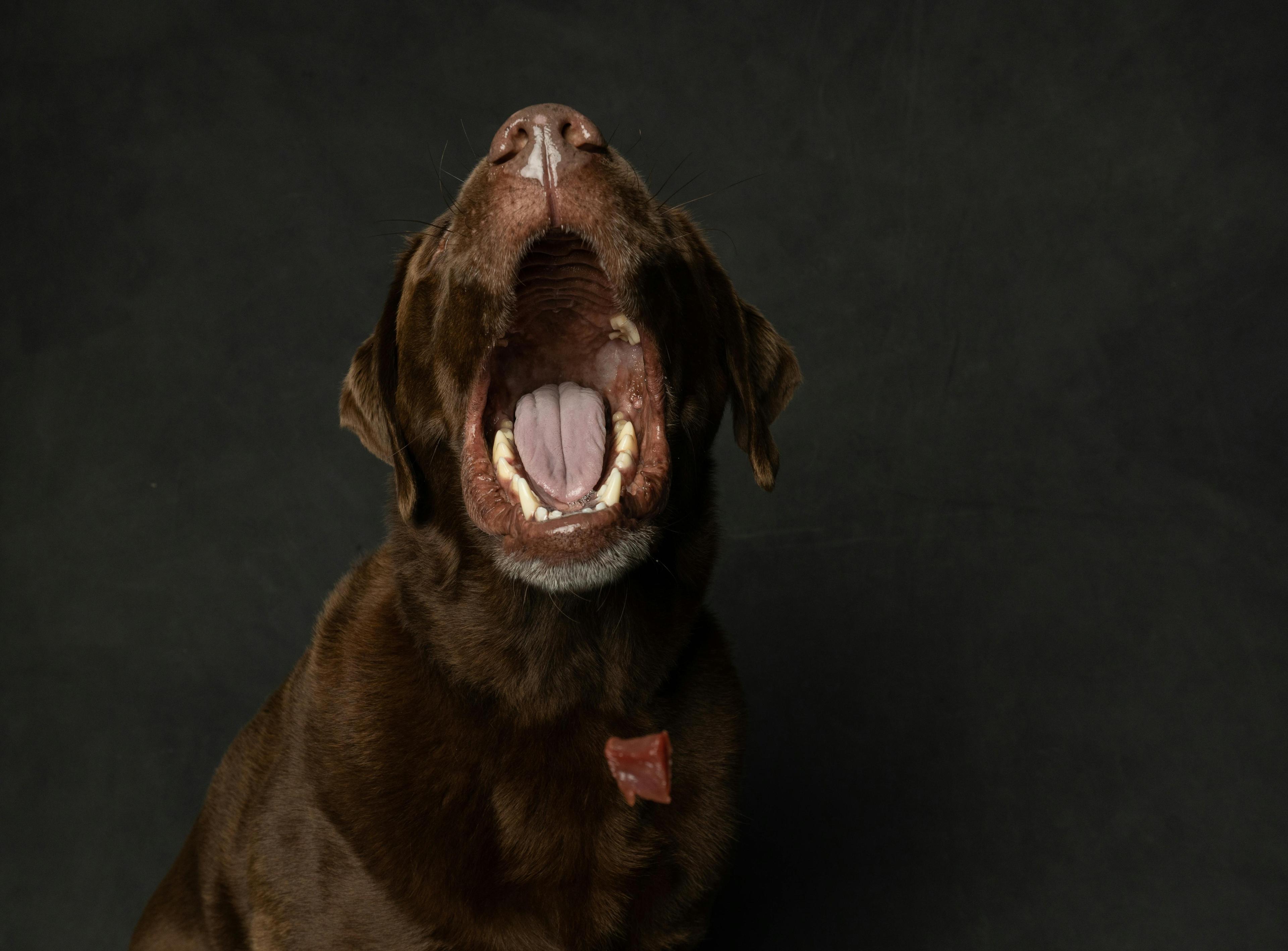 un chien foncé qui aboie