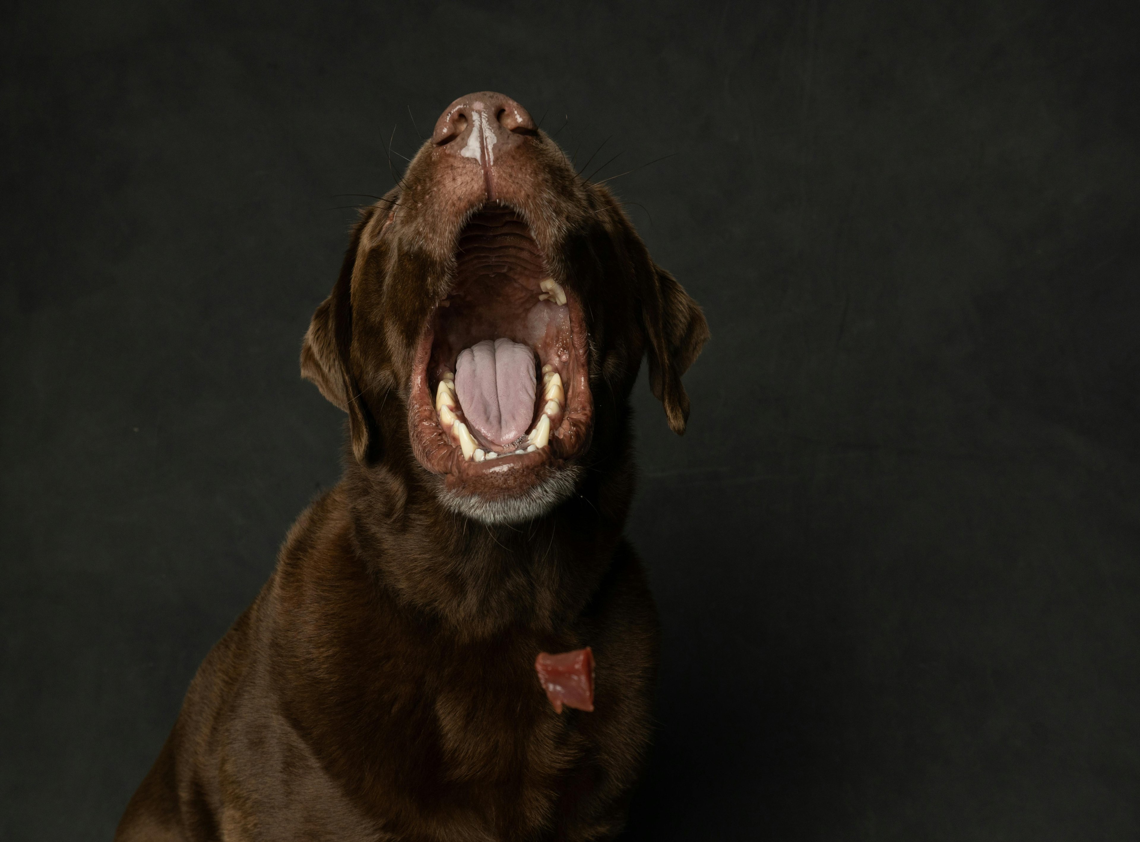 un chien foncé qui aboie