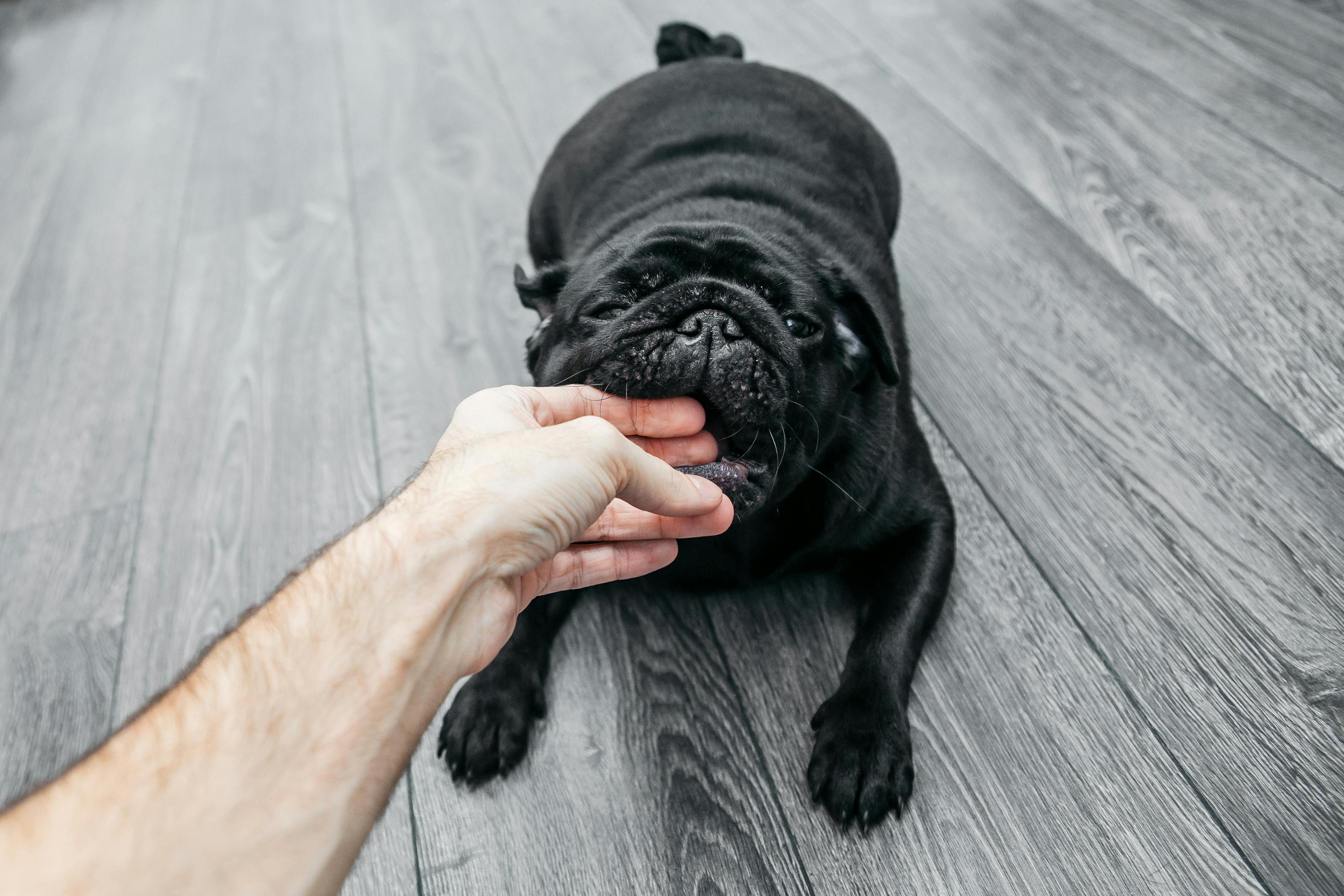 Comment éviter les mordillements ?