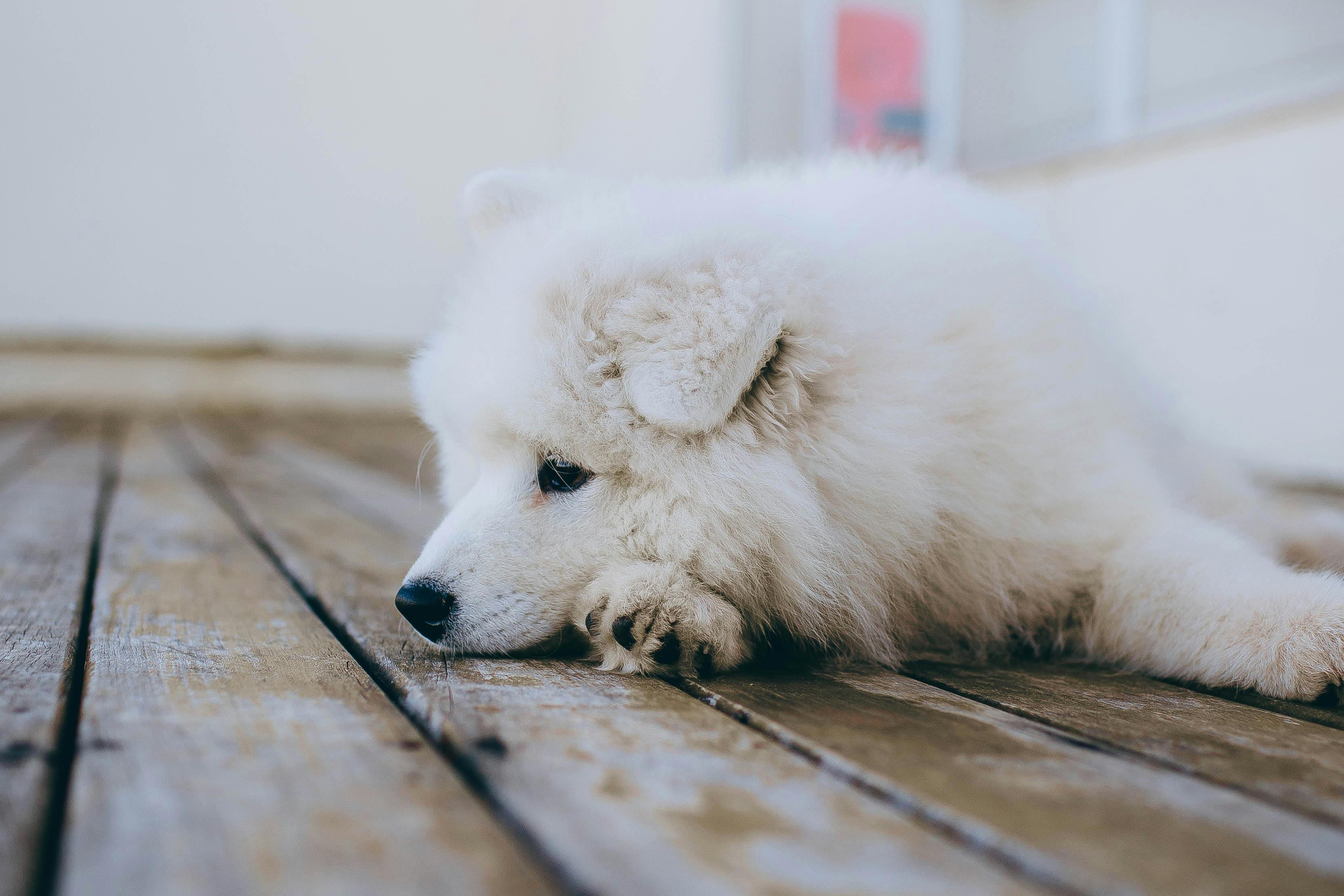 un chiot couché au sol qui semble anxieux